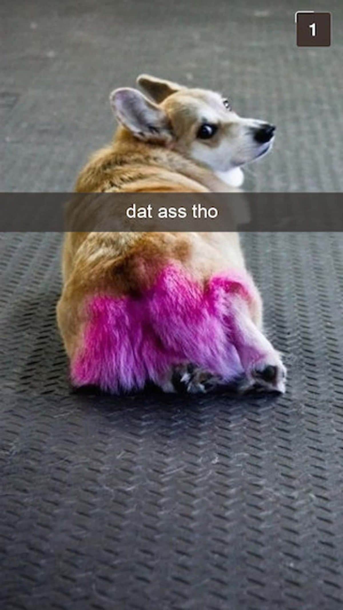 brown and white corgi laying on the groun with a pink butt with the caption dat ass tho