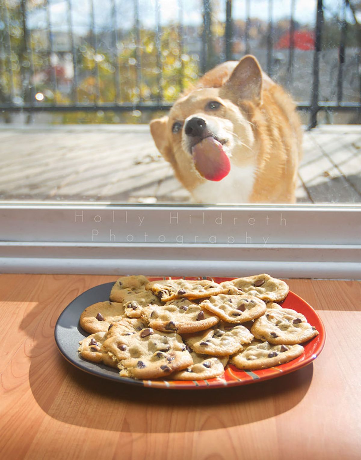 brown and white corgi licking a window with a plate of cookies on the other side of the window