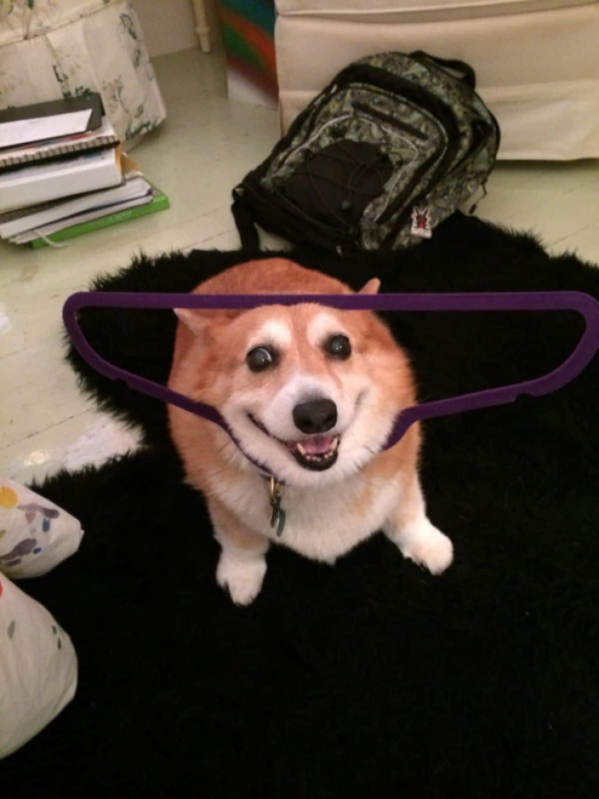 brown and white corgi on a black rug with the head stuck inside a purple clothes hanger