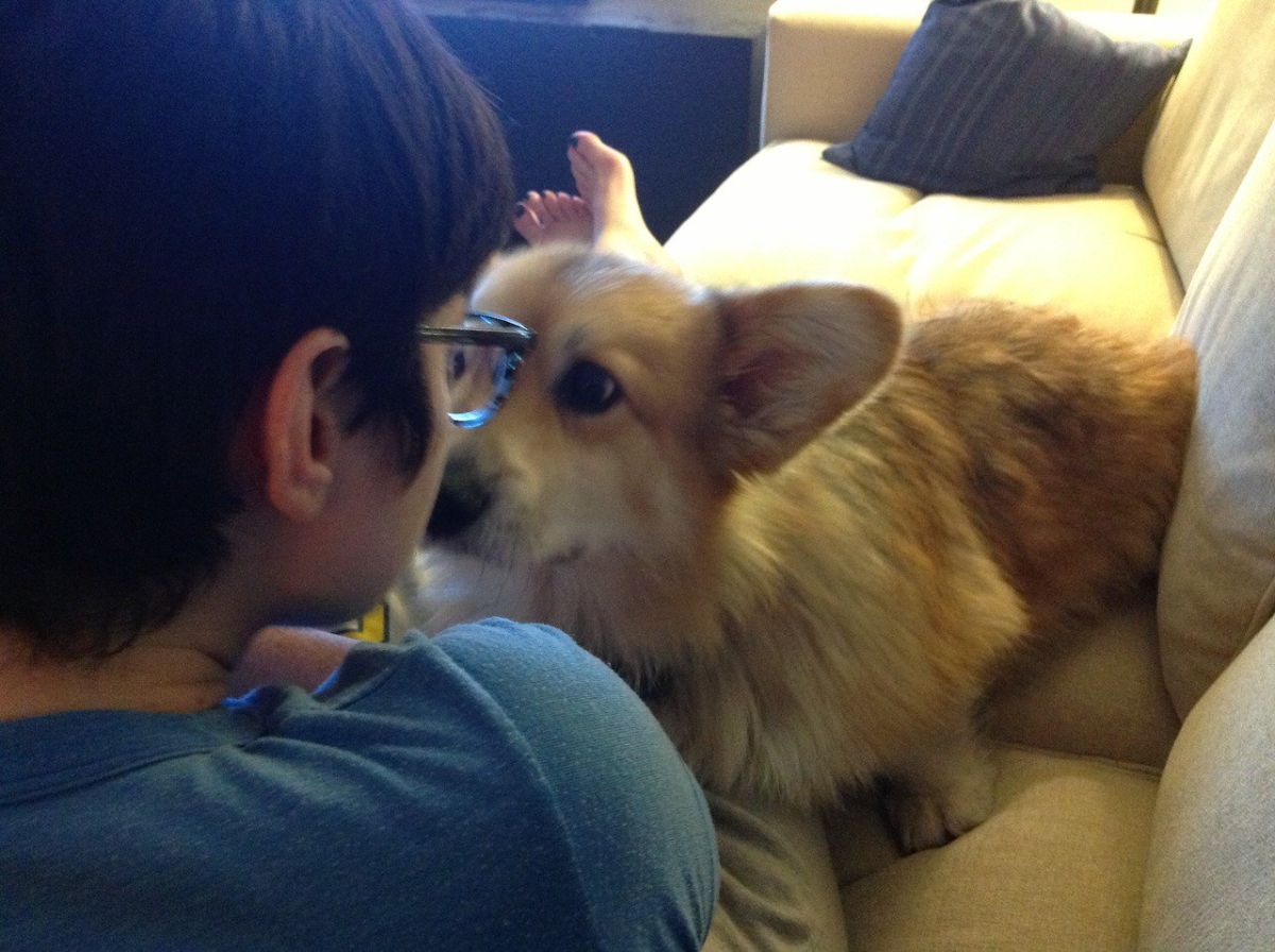 brown and white corgi on a sofa with the face very close to a person's face