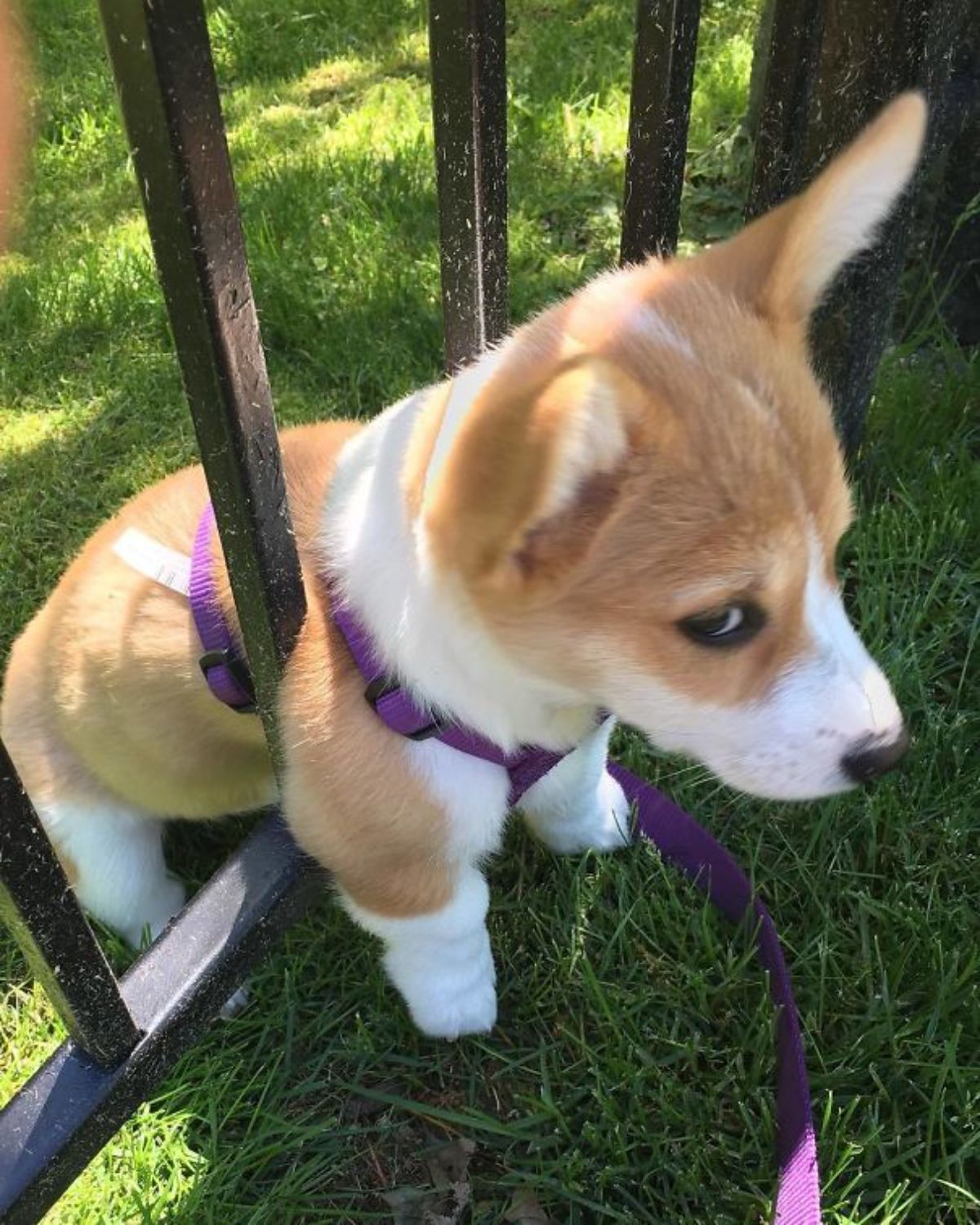 brown and white corgi puppy stuck in a brown metal fence