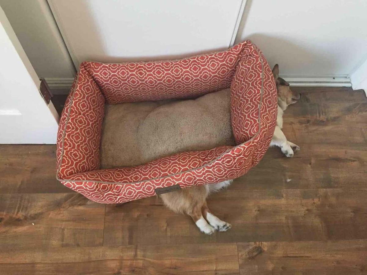 brown and white corgi sleeping on the floow under a red white and brown dog bed