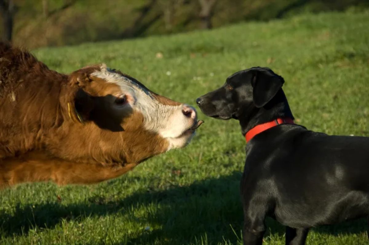 brown and white cow trying to lick a black dog in a field