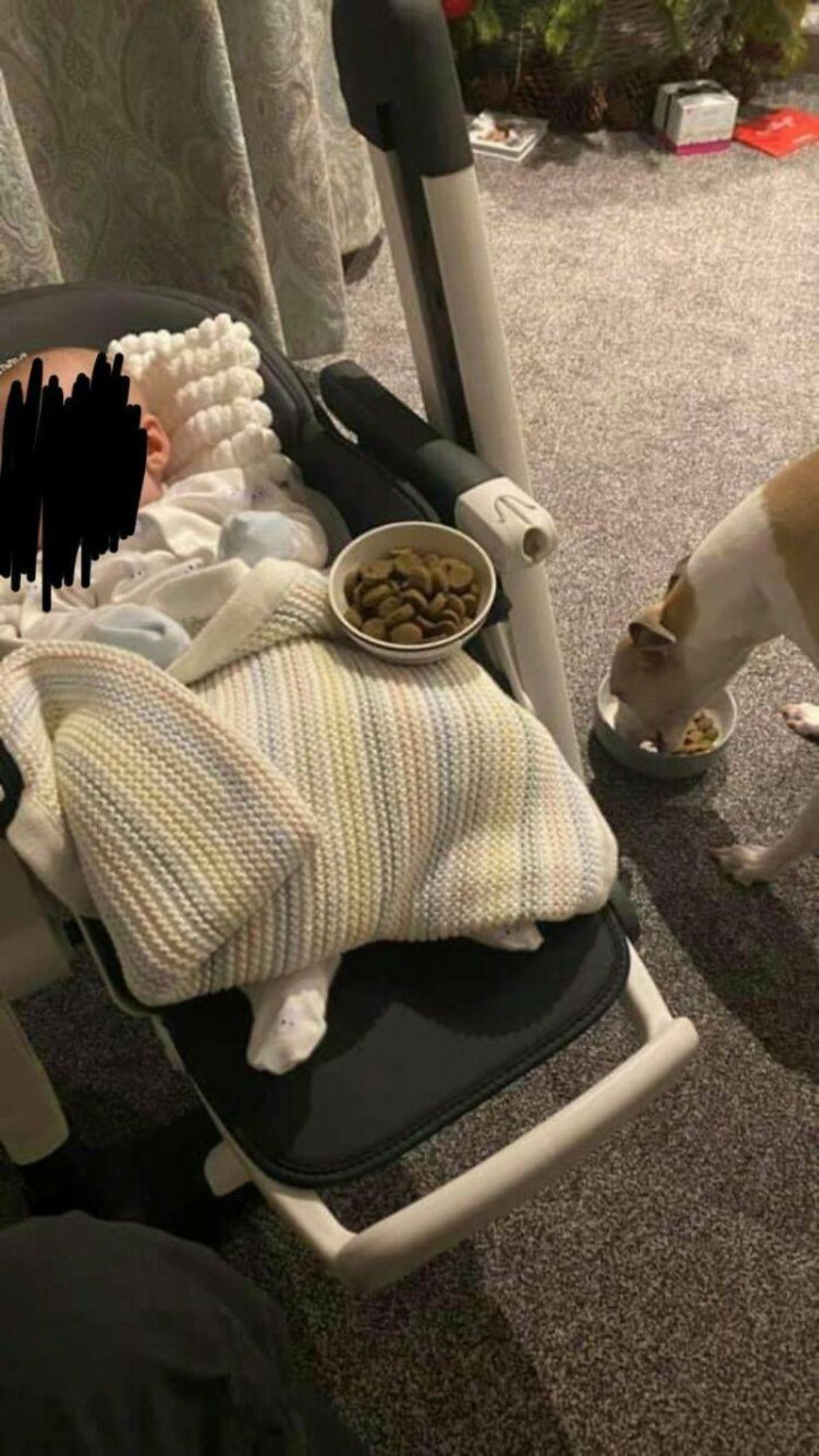 brown and white dog eating dog food with a bowl of dog food next to a baby