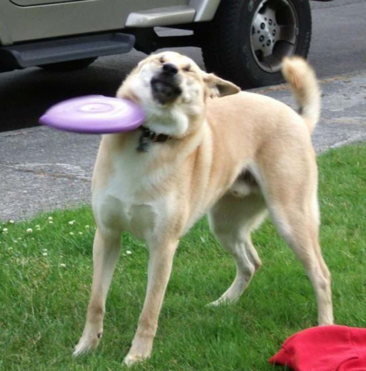 brown and white dog flinching with a purple frisbee hitting it in the neck