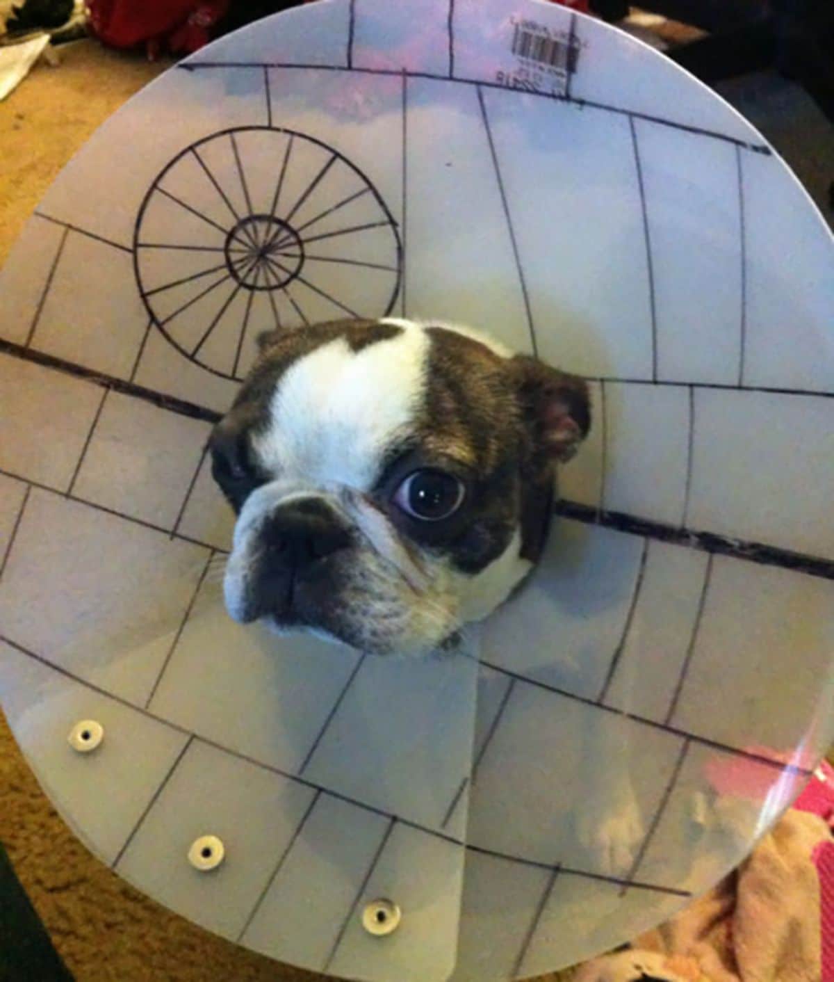brown and white dog in a cone of shame coloured to look like the death star