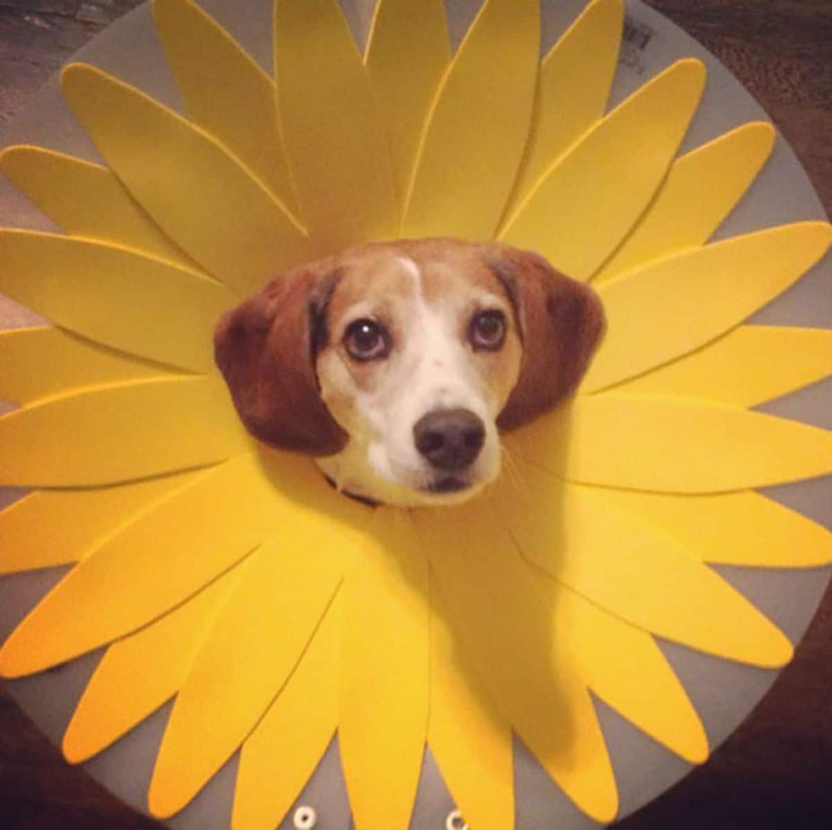 brown and white dog in a cone of shame with large yellow flower petals pasted on the inside