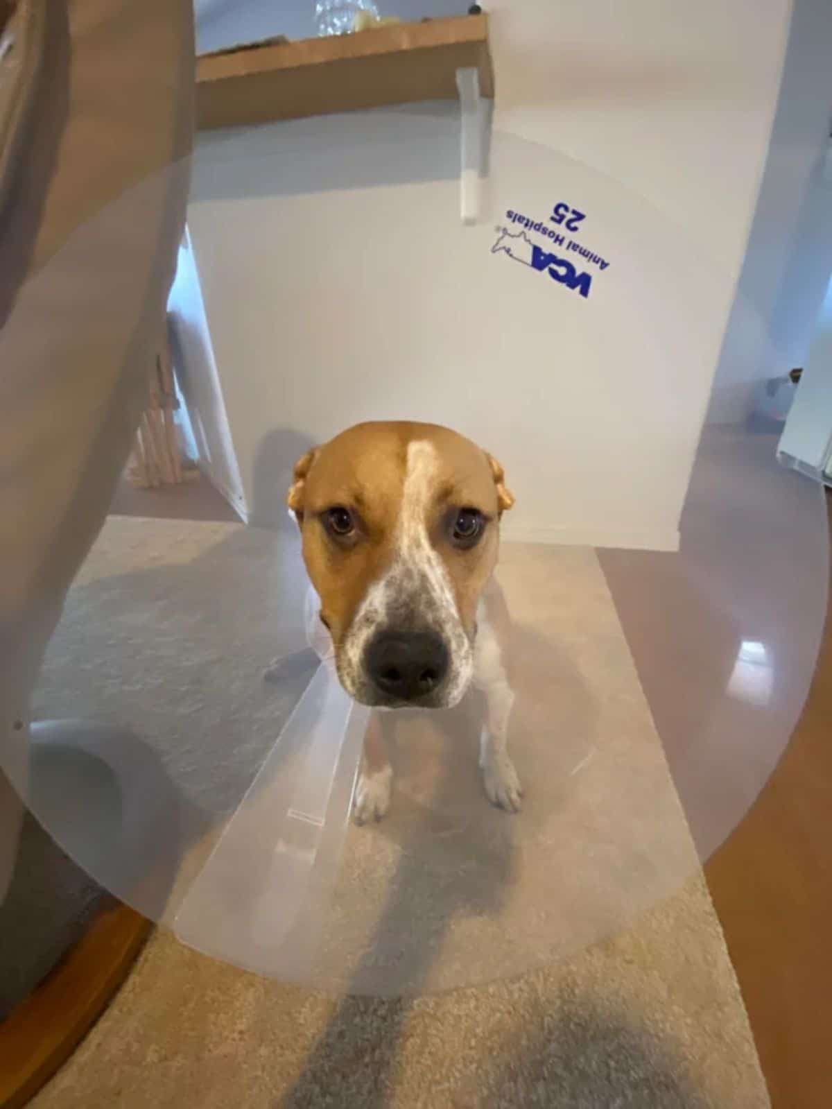 brown and white dog in a plastic transparent cone of shame