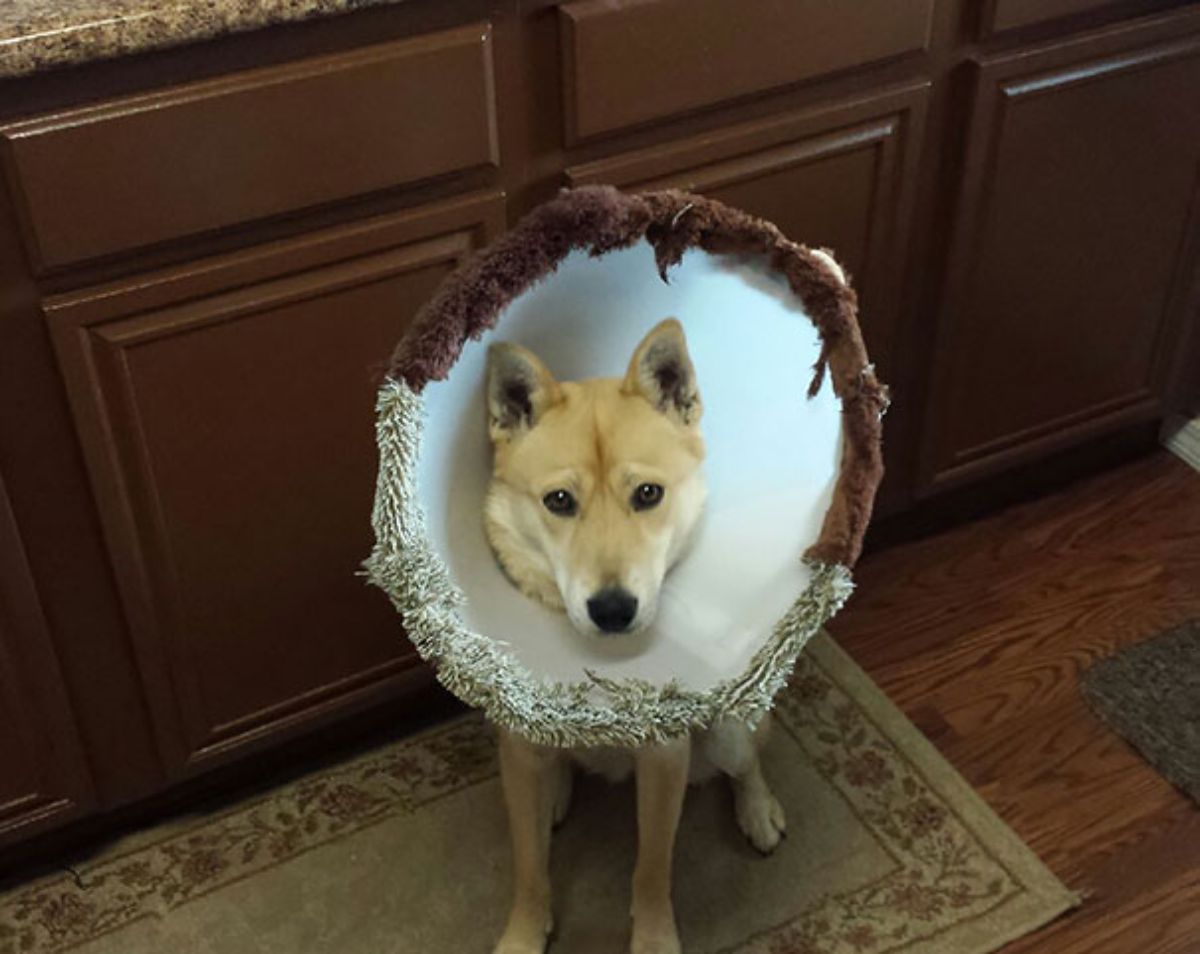 brown and white dog in a white cone of shame with light brown and dark brown material pasted on the bottom and the top
