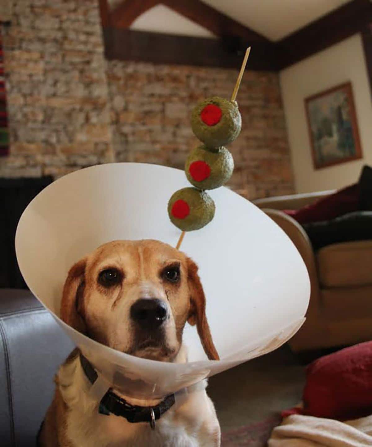 brown and white dog in white cone of shame with a wooden stick with 3 fake green and red olives stuck on them