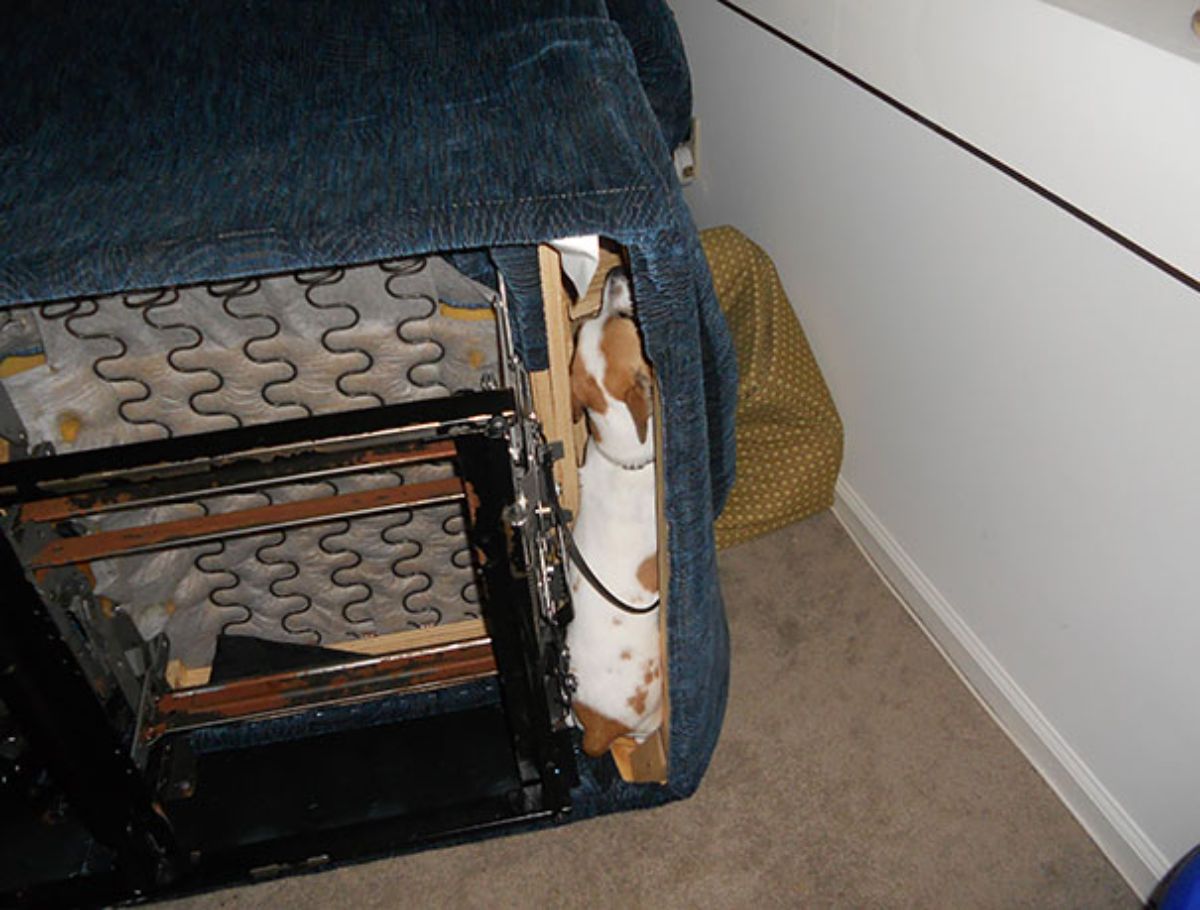 brown and white dog inside a blue sofa that's kept upright with the bottom showing