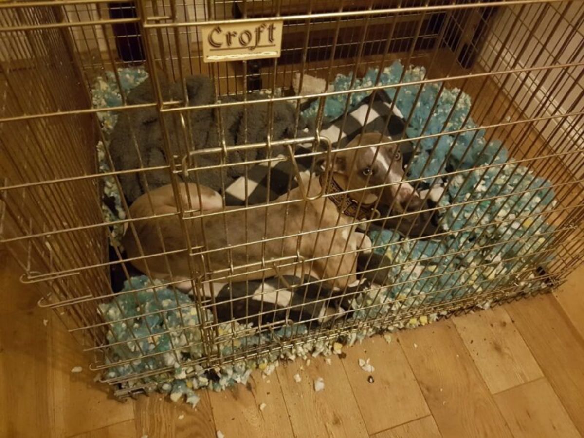 brown and white dog inside a crate with a chewed up blue dog bed