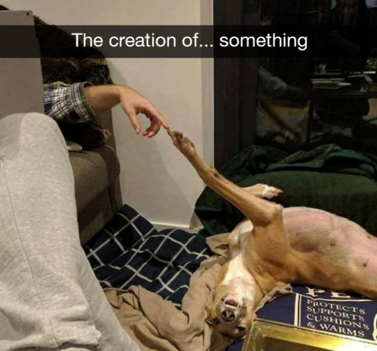 brown and white dog laying belly up on blankets putting the paw out with someone touching a finger to the dog's paw with the caption The creation of... something