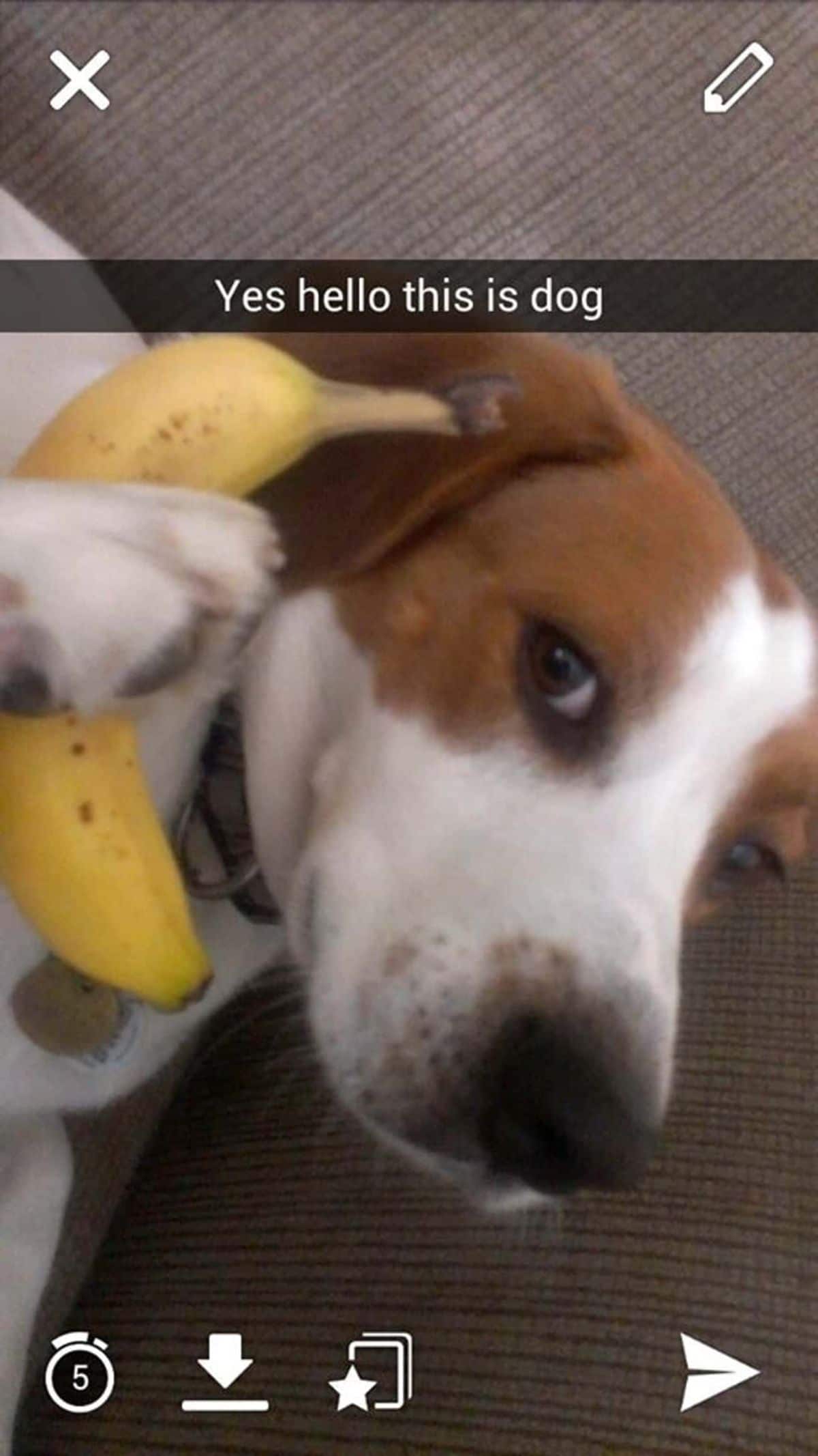 brown and white dog laying down holding a banana to its right ear with the caption Yes hello this is dog