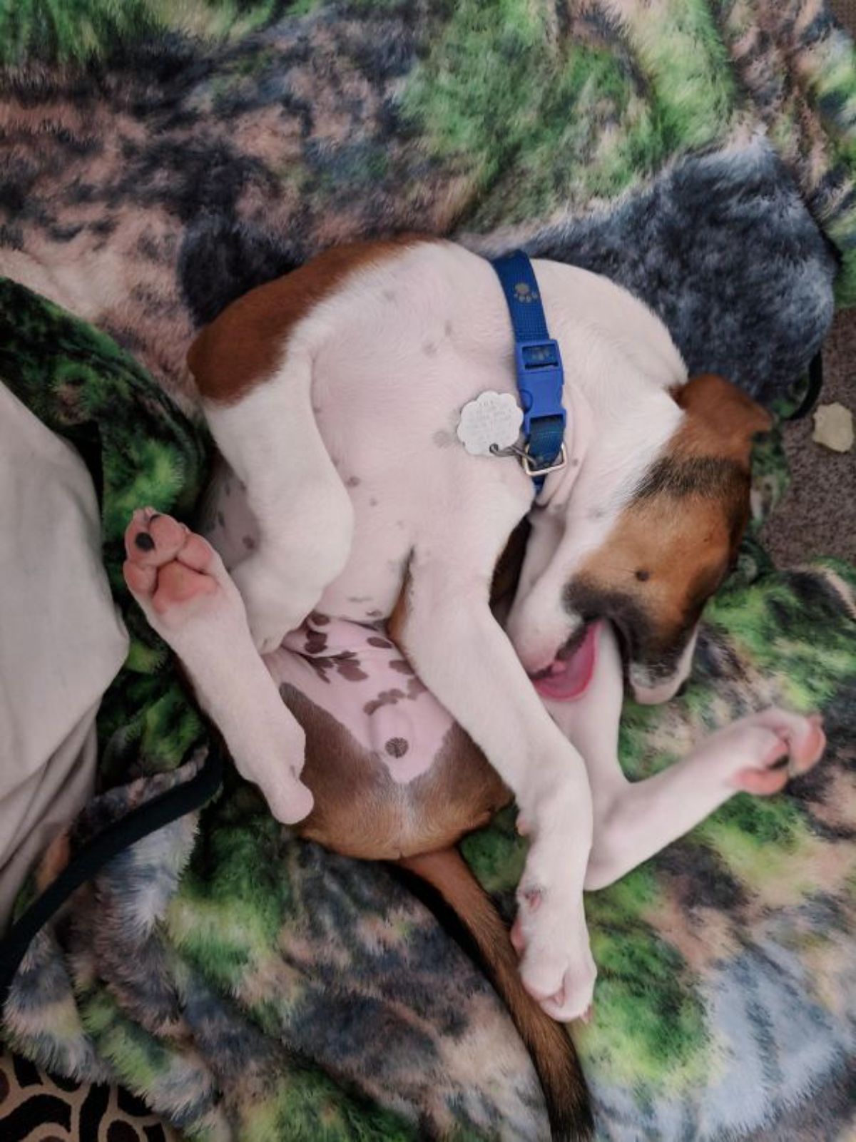 brown and white dog laying on a colourful blanket sleeping with one back leg's thigh inside the dog's mouth