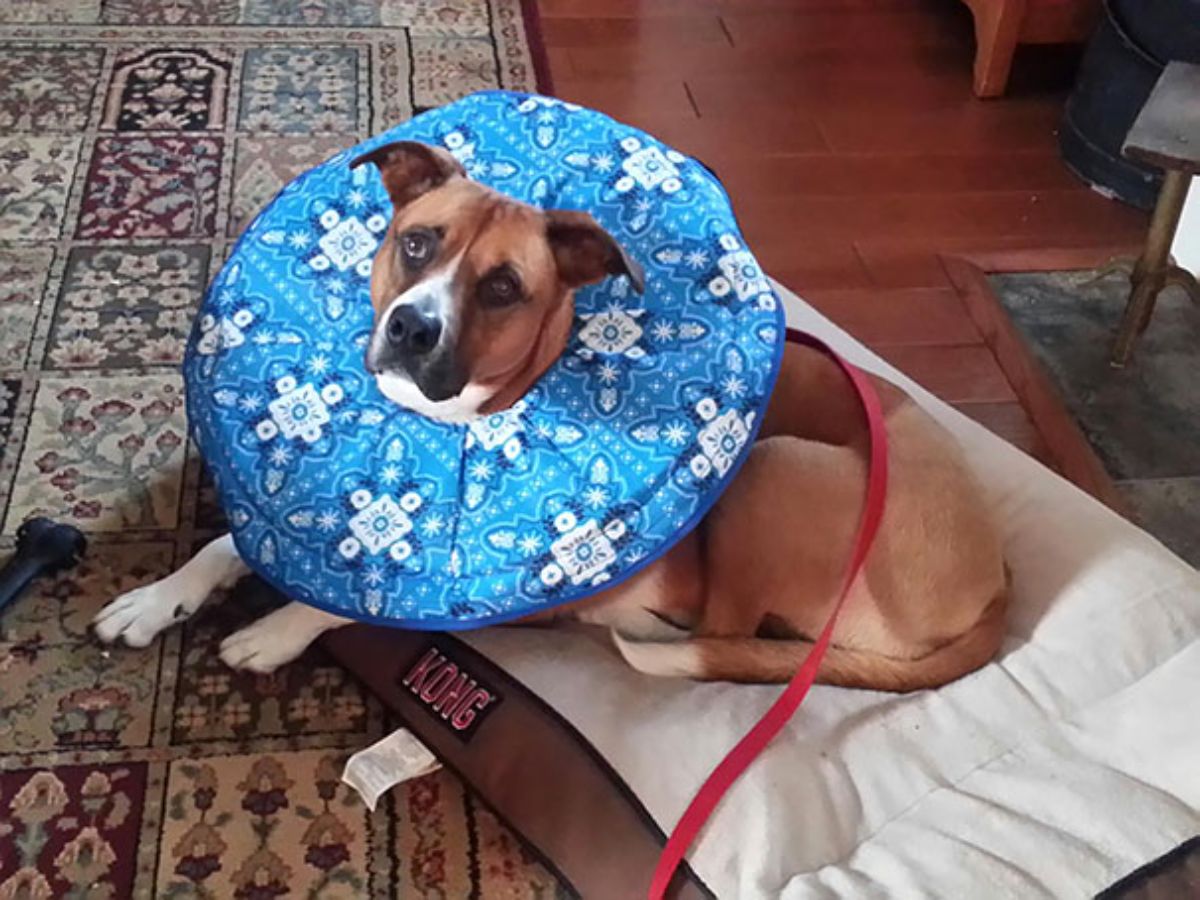 brown and white dog laying on a white and brown dog bed with a round blue and white patterned cone