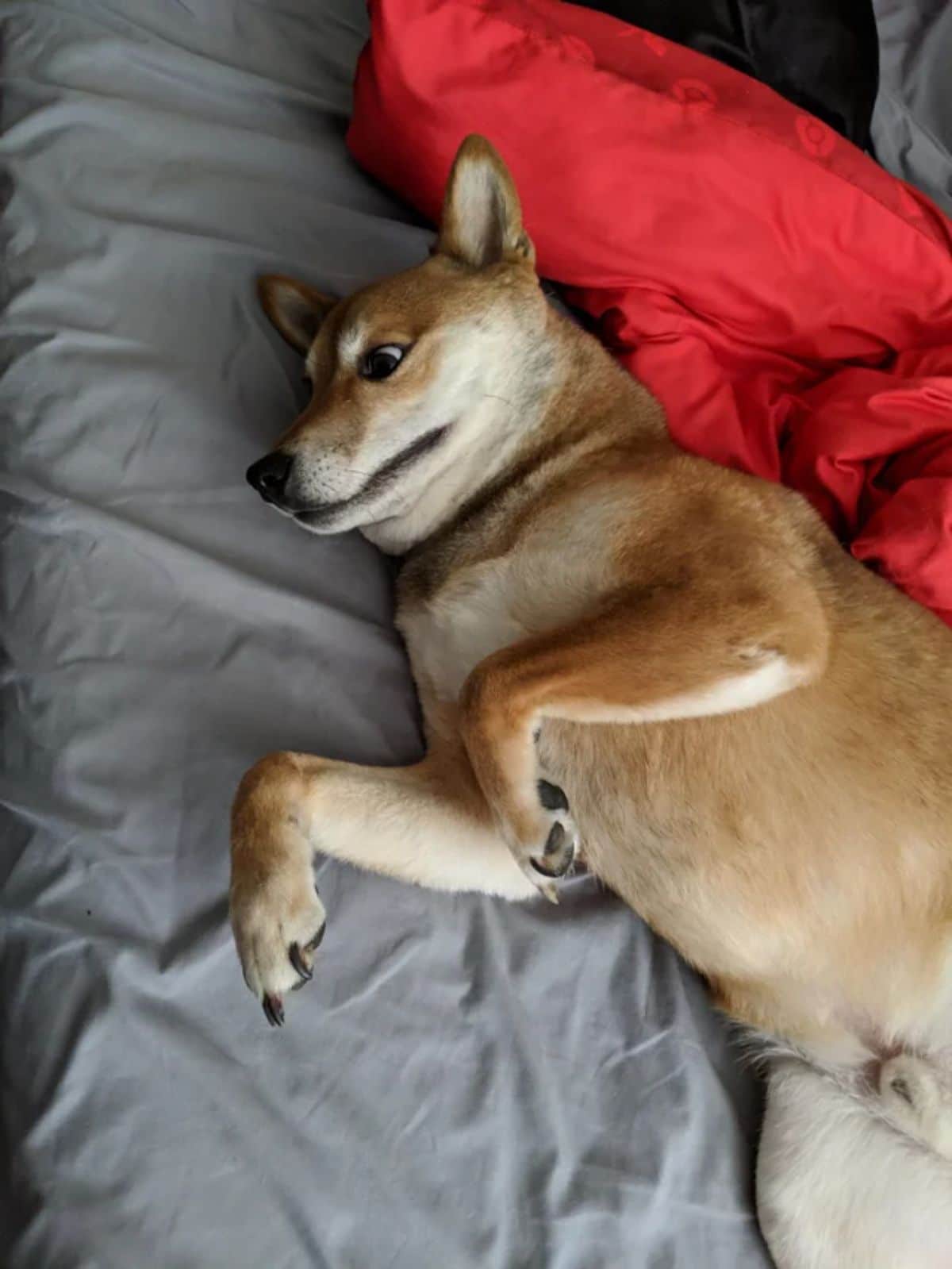 brown and white dog laying sideways on grey bed with red pillow behind and looking startled