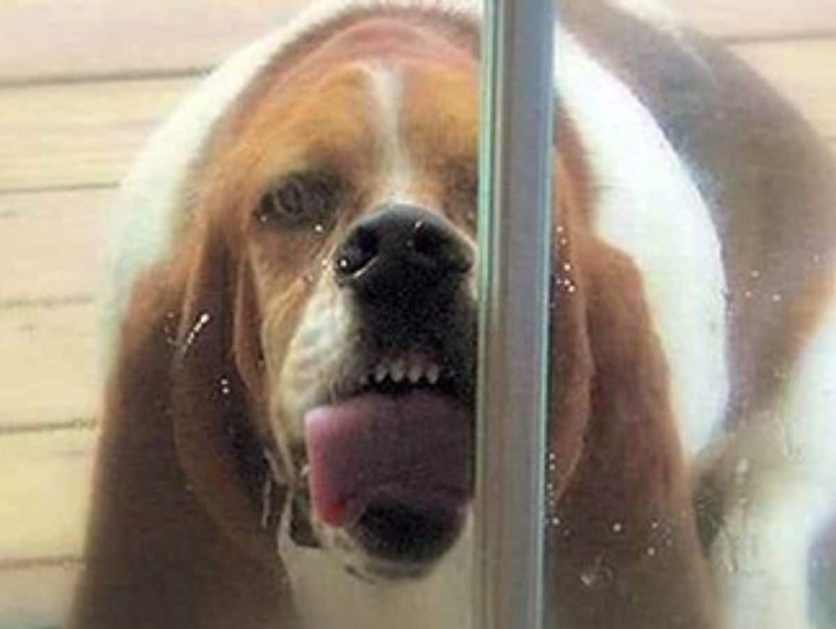 brown and white dog licking a glass door