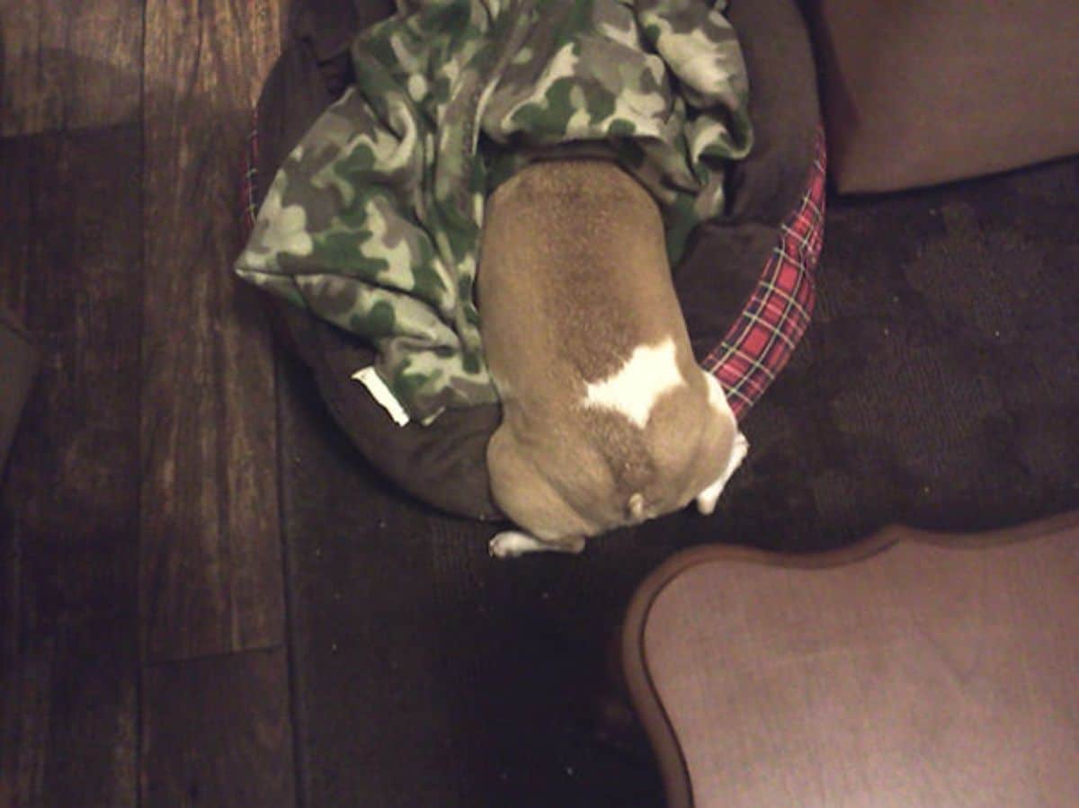 brown and white dog on a black and red plaid dog bed with the head hidden under a green camouflage blanket