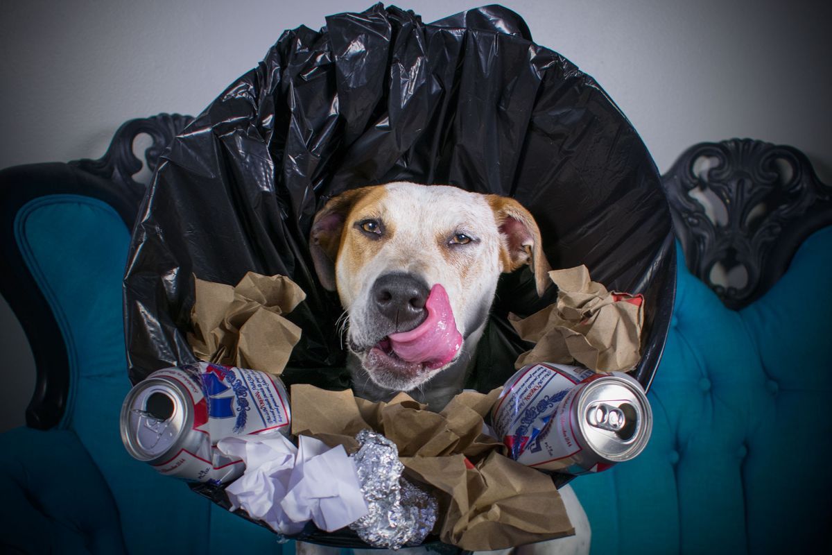 brown and white dog on blue and black chair with tongue sticking out wearing an elizabethan cone with a black trash bag and trash on the inside