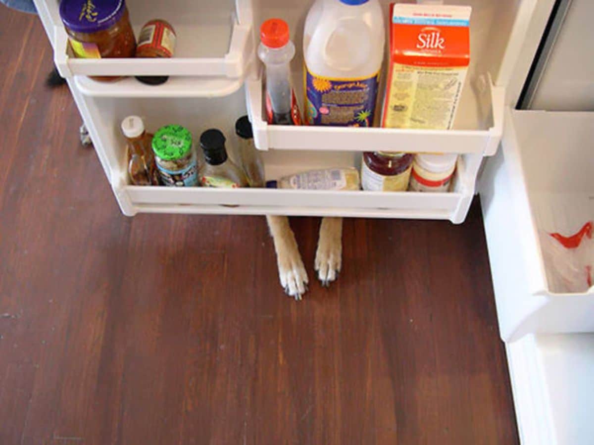 brown and white dog paws showing from under an open refrigerator door