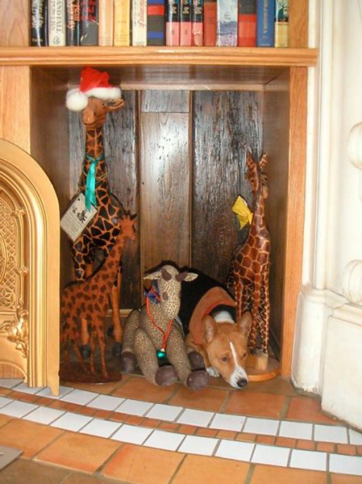 brown and white dog sitting among a bunch of brown giraffe stuffed toys