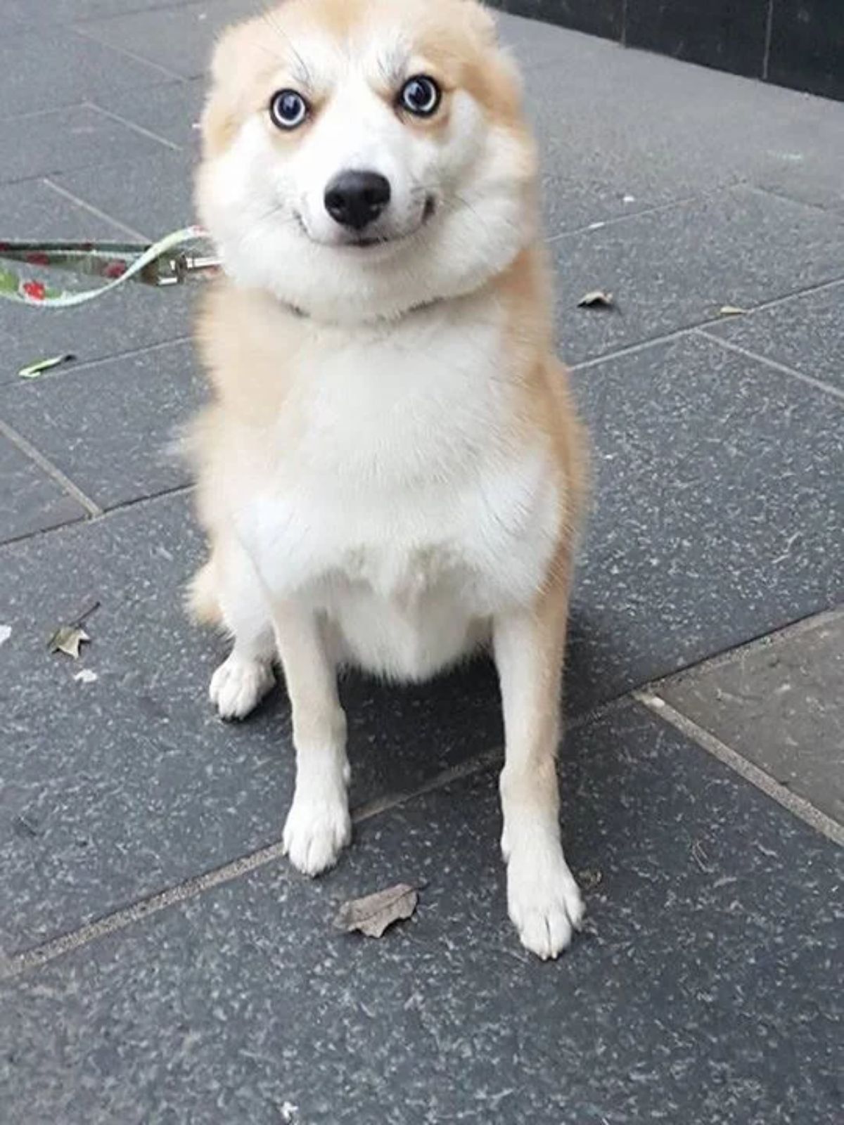 brown and white dog sitting and looking like it is smiling with the mouth closed