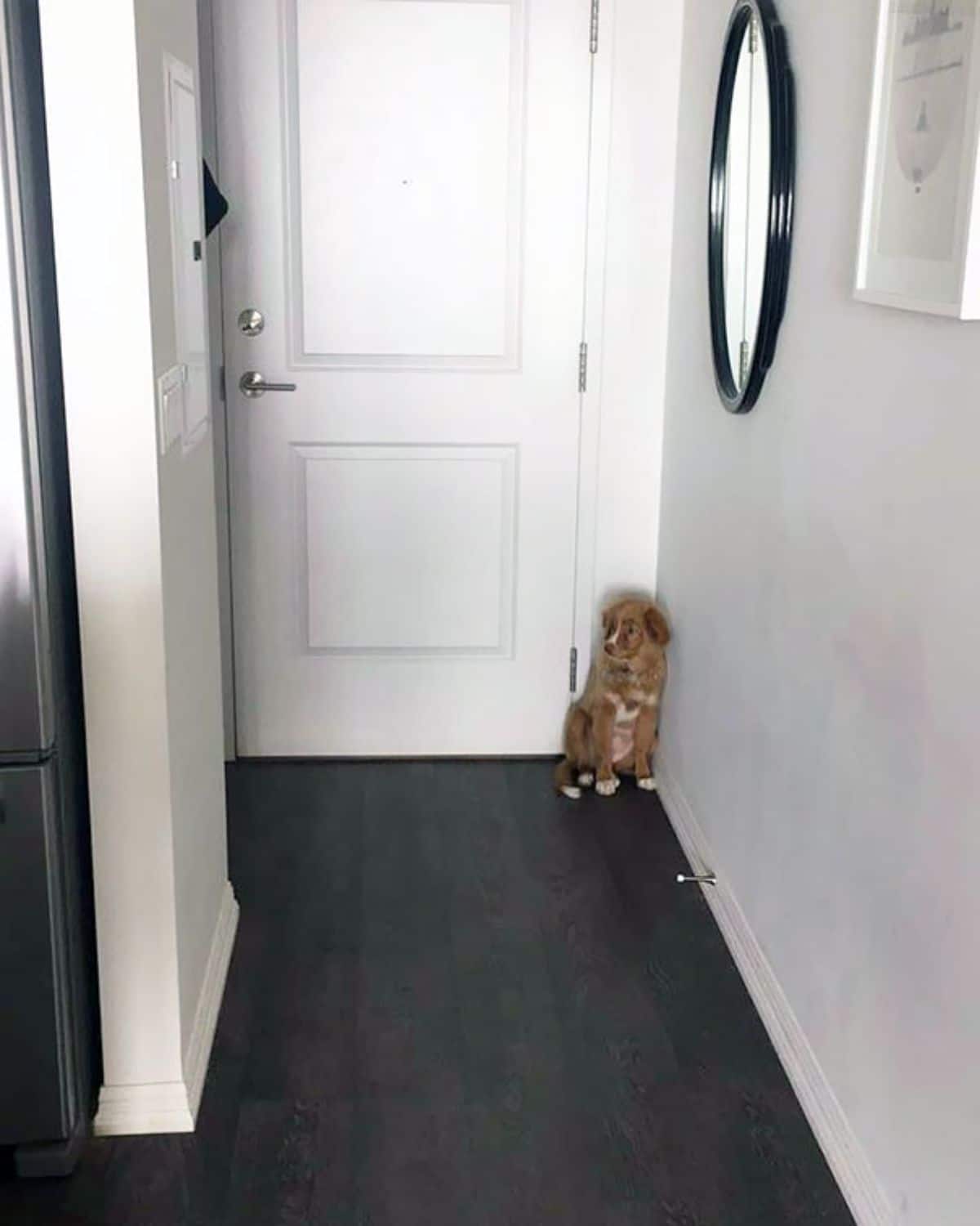 brown and white dog sitting in the corner of a wall in a corridor leading to the front door