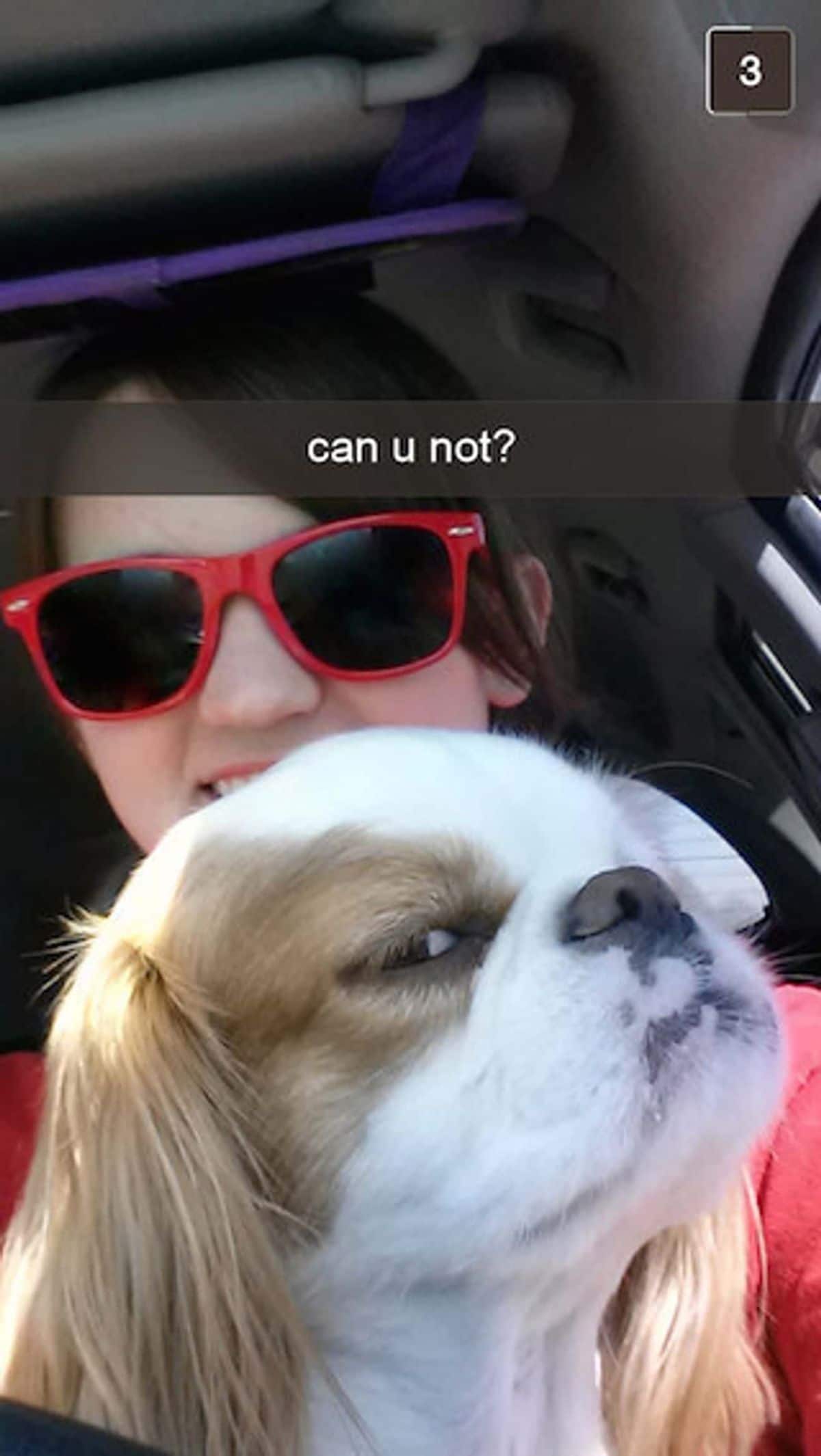 brown and white dog sitting on a woman's lap looking annoyed with the caption can u not