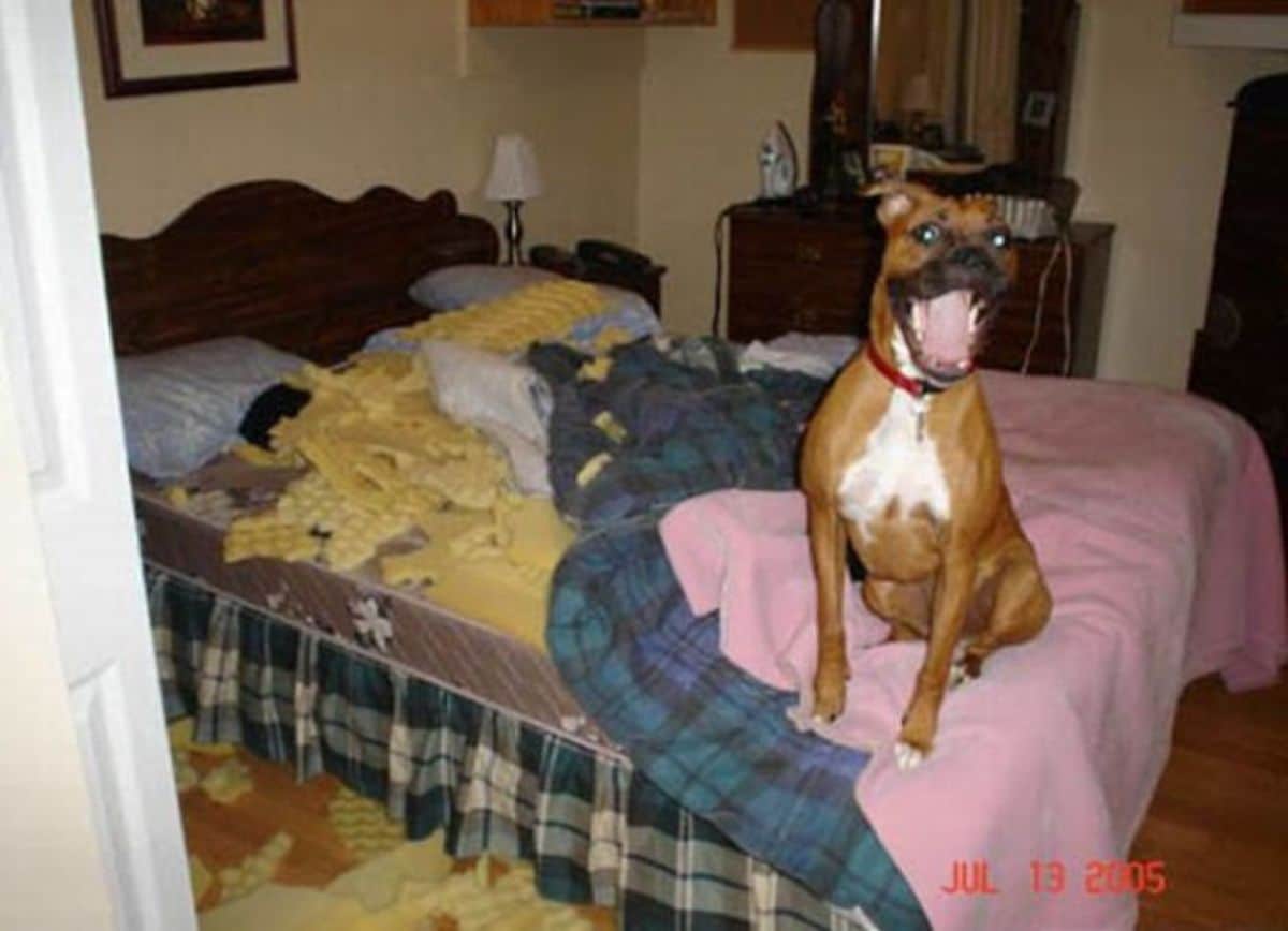 brown and white dog sitting on bed with mouth wide open with the mattress ripped up