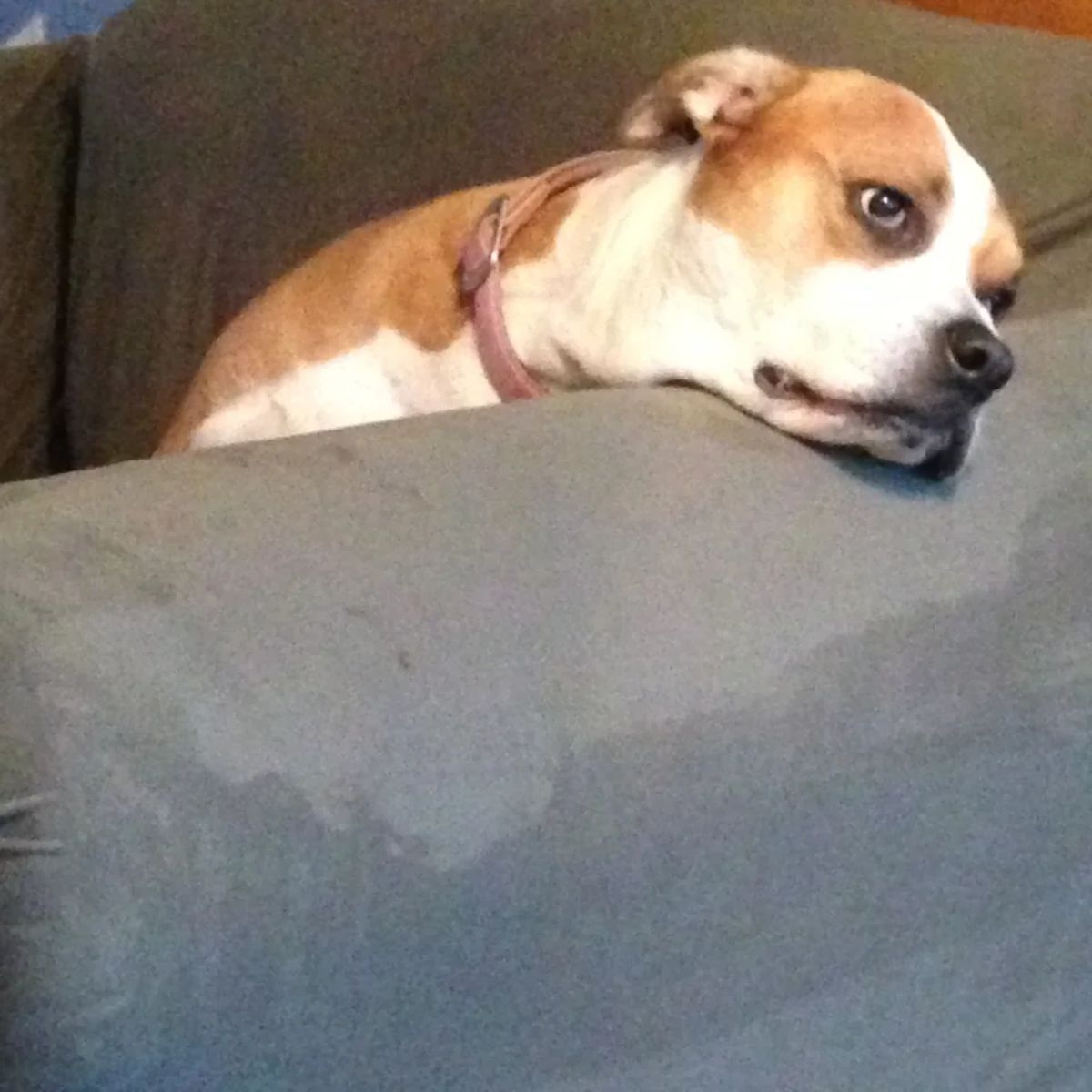brown and white dog sitting on grey sofa with the head laid over the armrest
