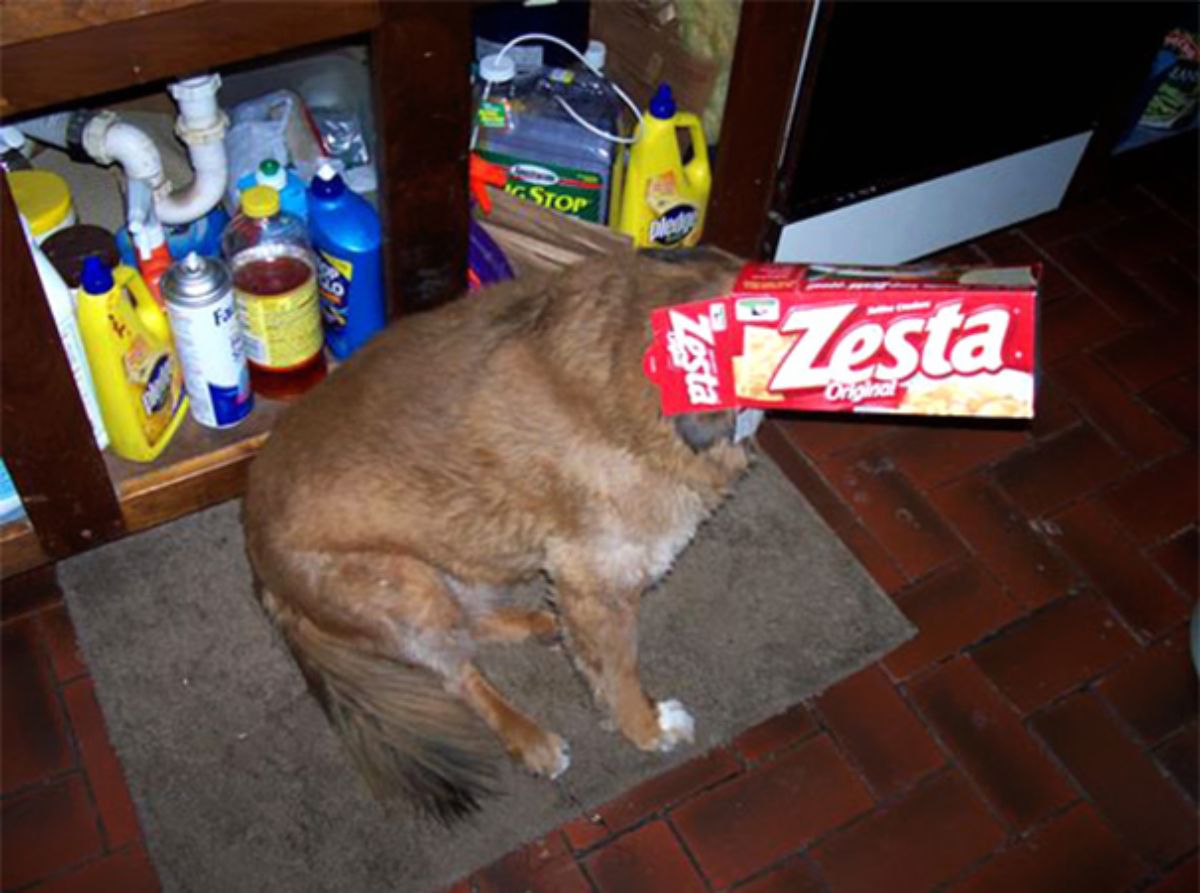 brown and white dog sitting on the floor in front of a cabinet under the sink with cleaning liquids and with the dog's head inside a cardboard box