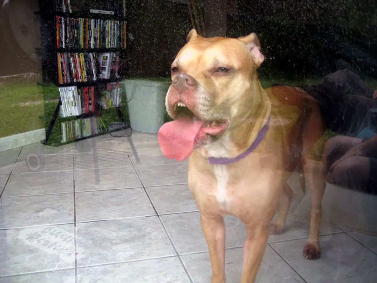 brown and white dog standing at a glass and licking it