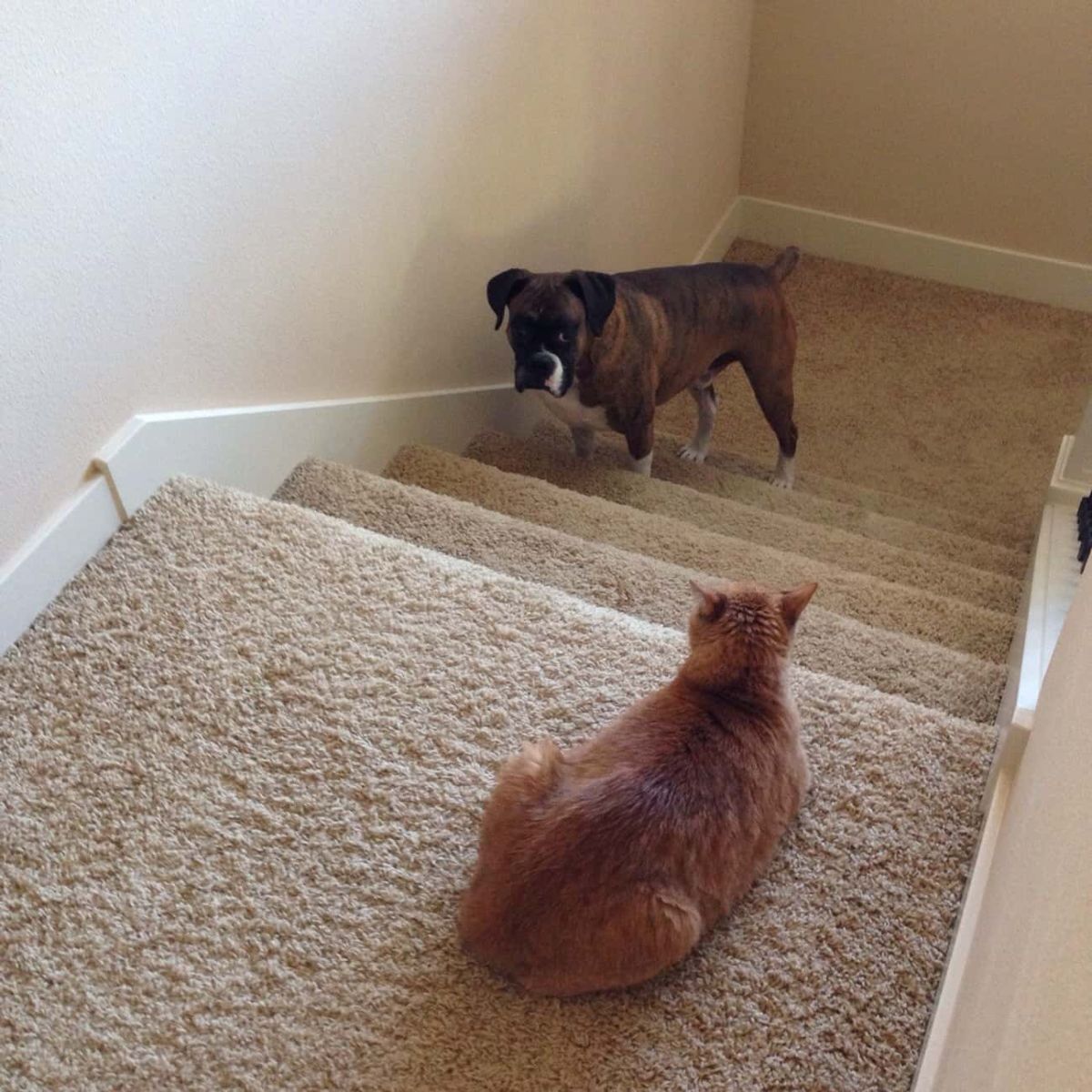 brown and white dog standing at bottom of stairs close to wall looking scared of an orange cat laying on the landing