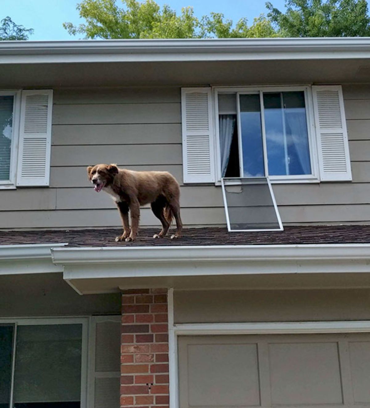 brown and white dog standing on a roof next to a window with a glass panel fallen down