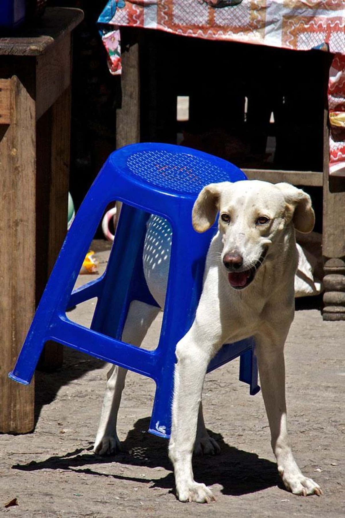 brown and white dog standing with a blue plastic stool stuck on the body