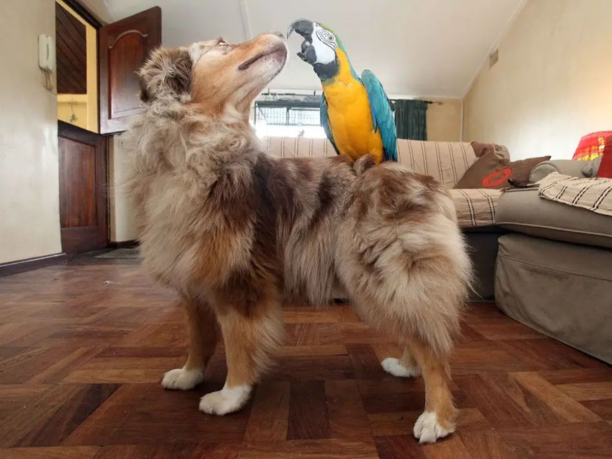 brown and white dog standing with a blue yellow and white macaw sitting on its back