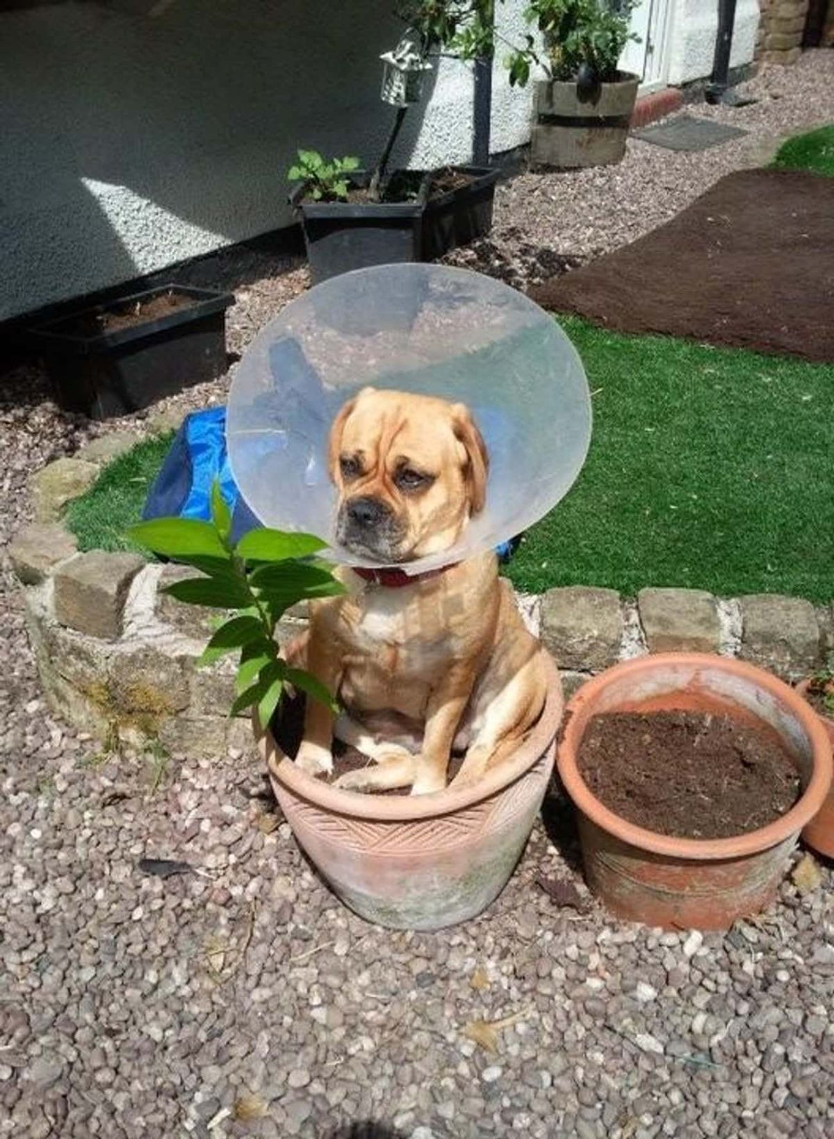 brown and white dog wearing a plastic elizabethan cone sitting in a brown pot full of soil and a plant next to a pot of soil in a garden