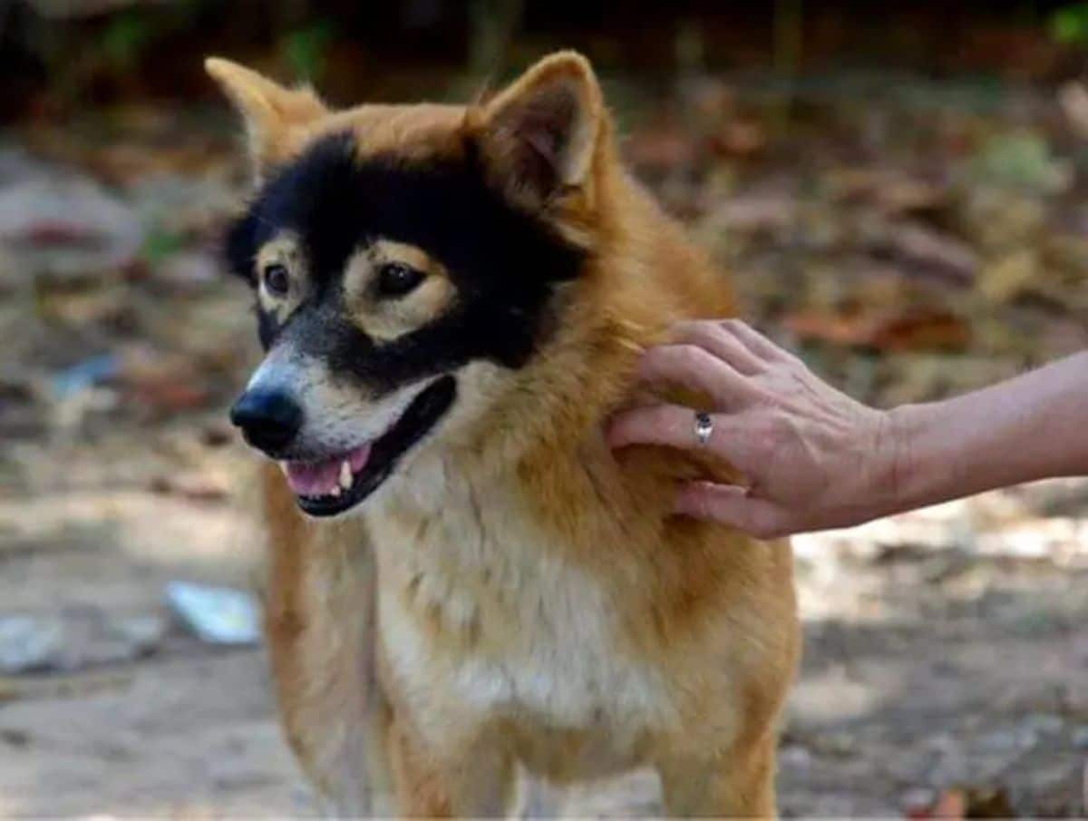 brown and white dog with a black mask marking on the face