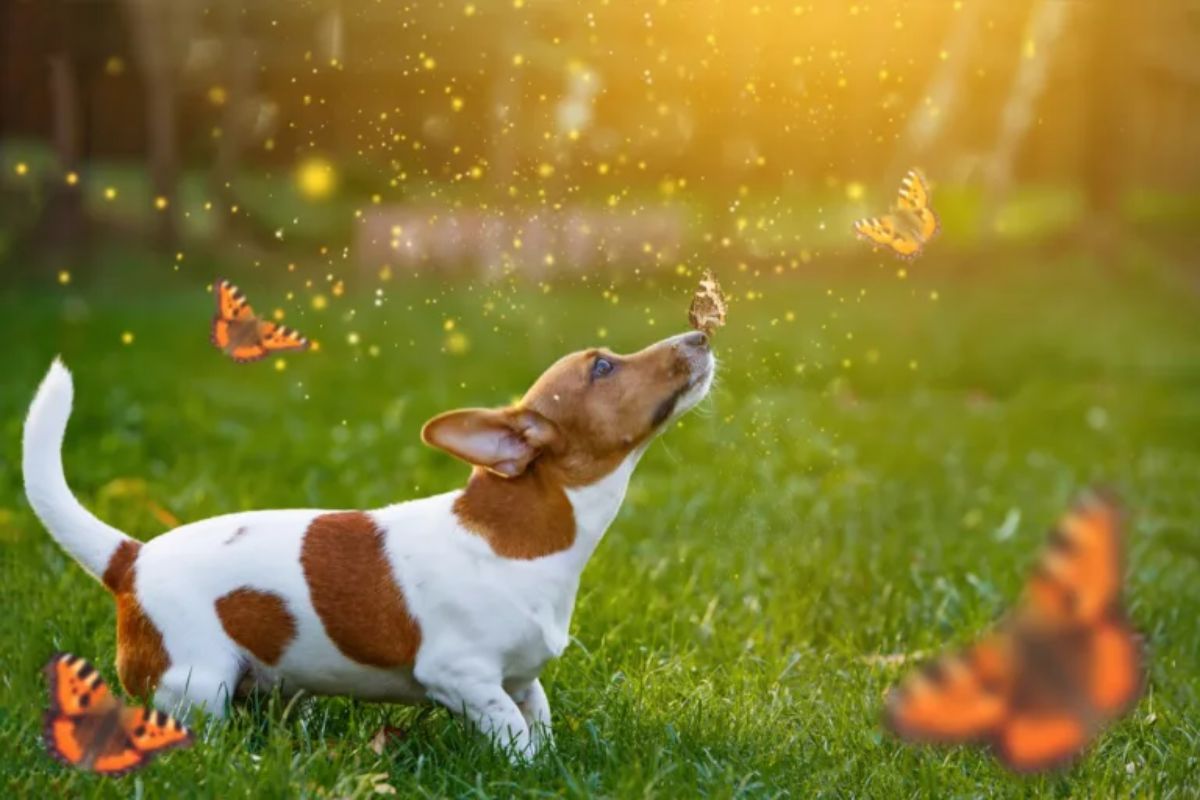 brown and white dog with a butterfly on the nose with other orange and black butterflies in a field