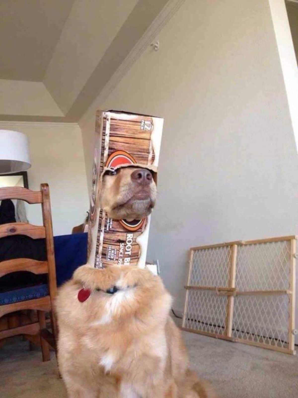 brown and white dog with a long cardboard box stuck on the head with a hole ripped for the face