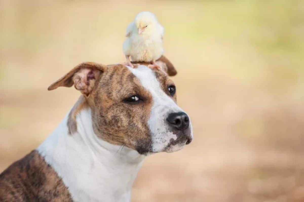 brown and white dog with a yellow chick standing on the dog's head