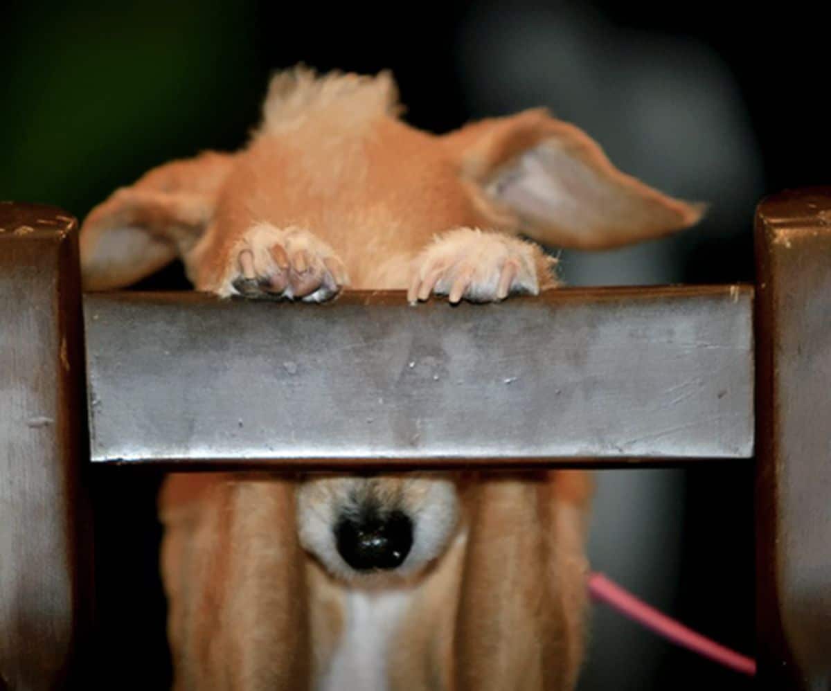 brown and white dog with front paws on a chair with the eyes behind a wooden bar of the chair back