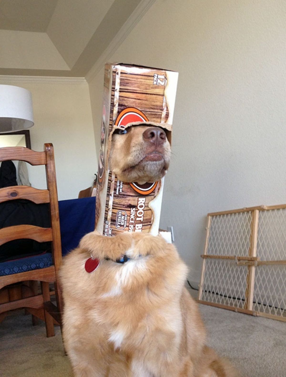 brown and white dog with head stuck inside a beer box with the snout sticking out