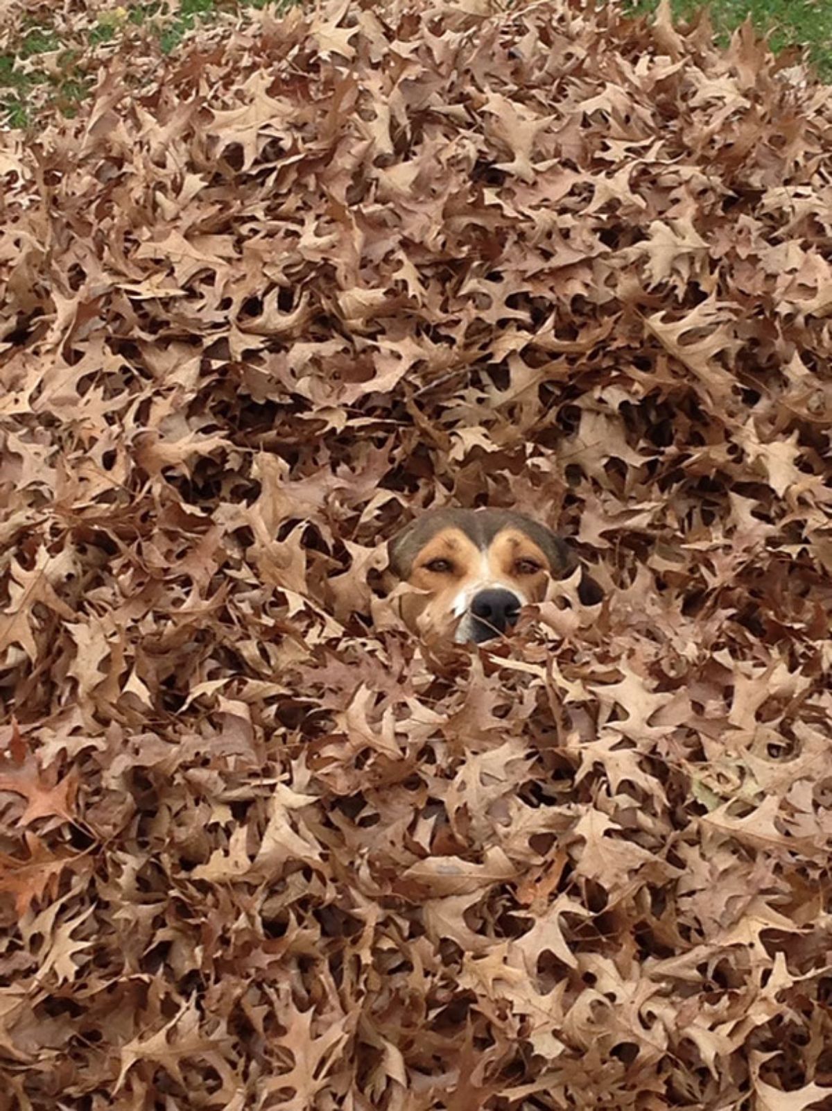 brown and white dog's face sticking out of a pile of brown dry leaves on the ground