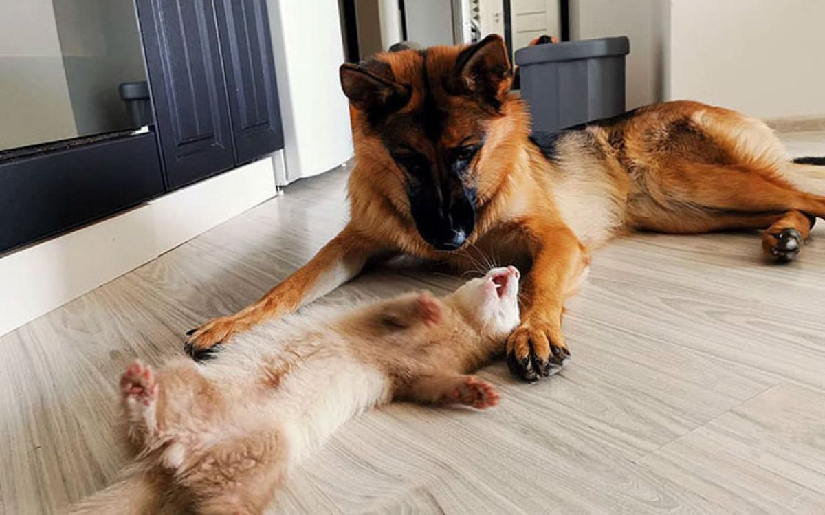 brown and white ferret laying belly up between the german shepherd's outstretched front legs