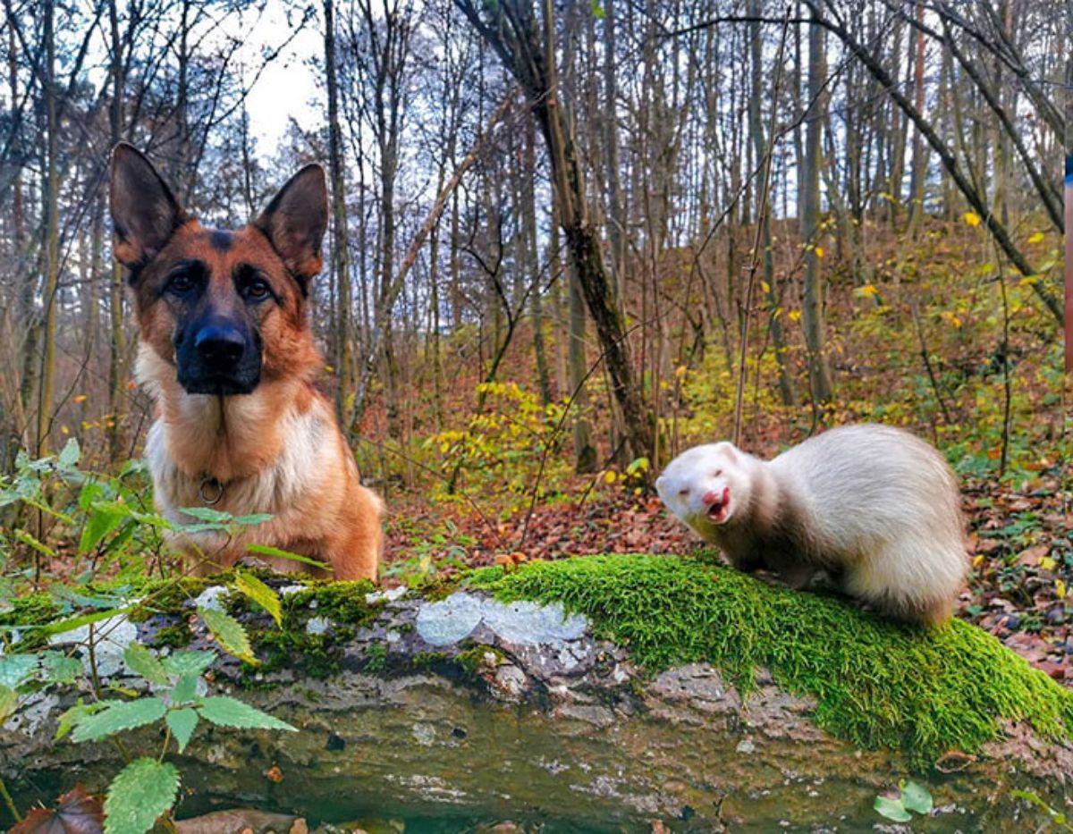 brown and white ferret standing on a tree trunk with a german shepherd standing next to it