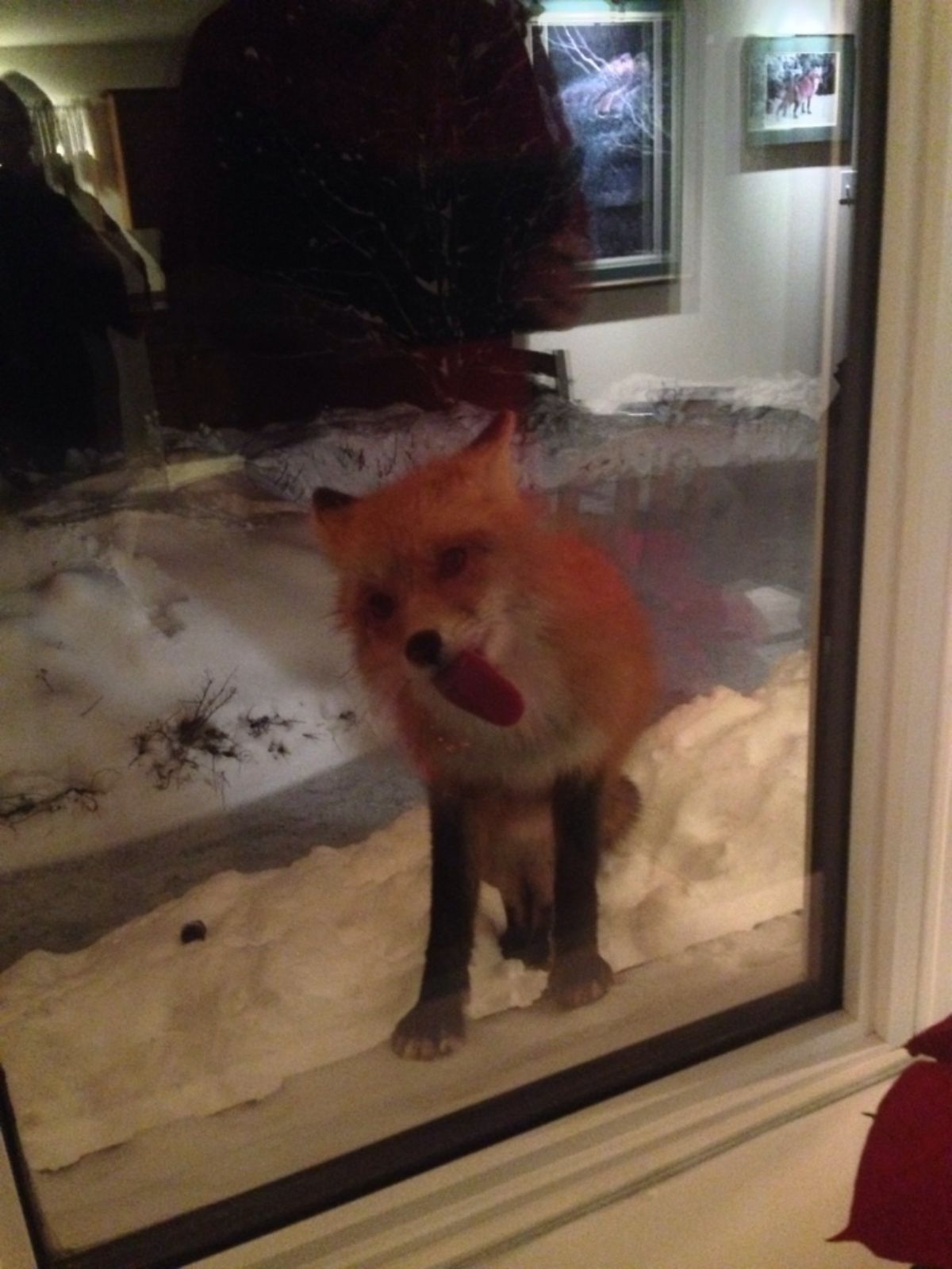 brown and white fox licking a glass window from the outside