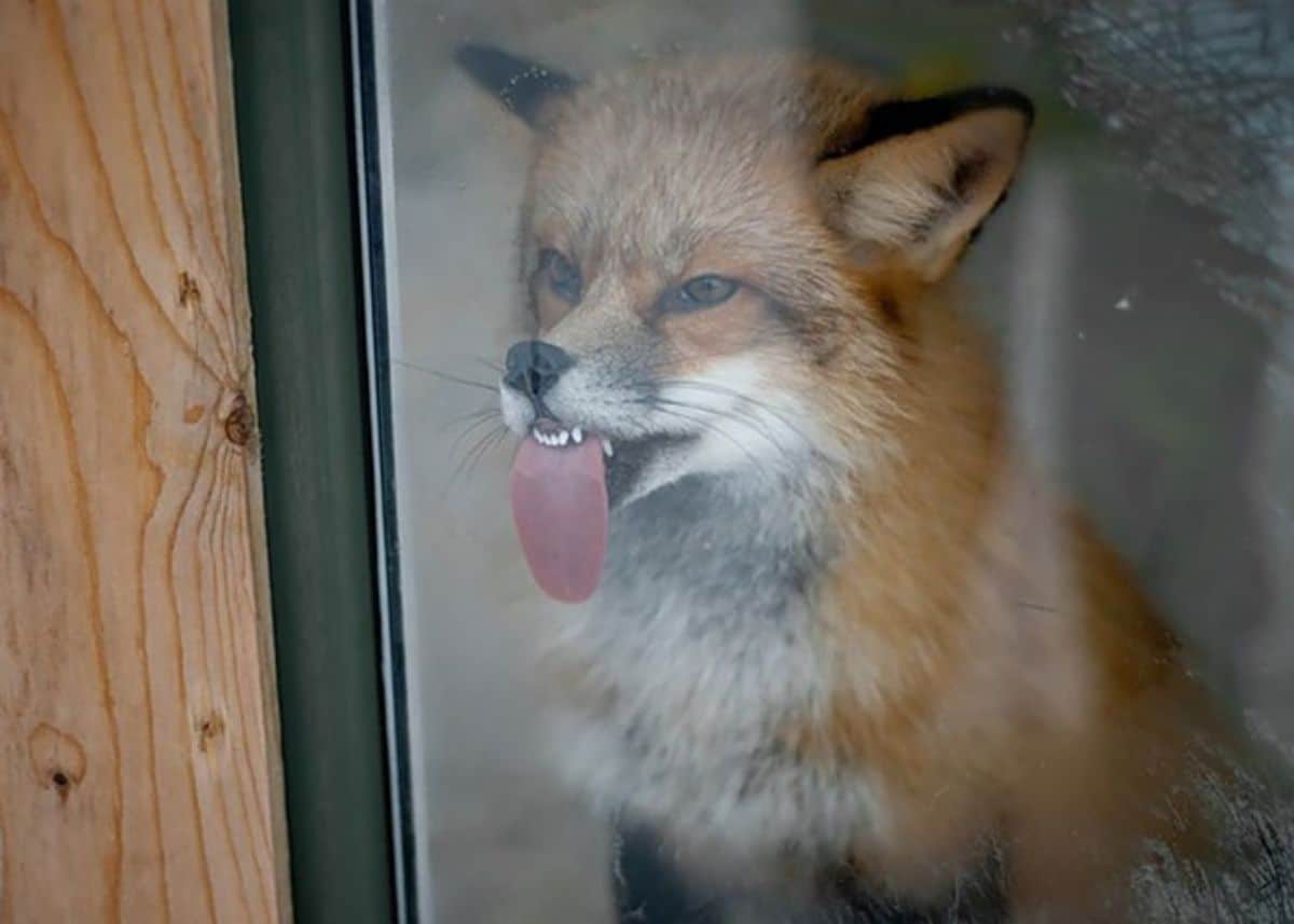 brown and white fox licking glass in an enclosure