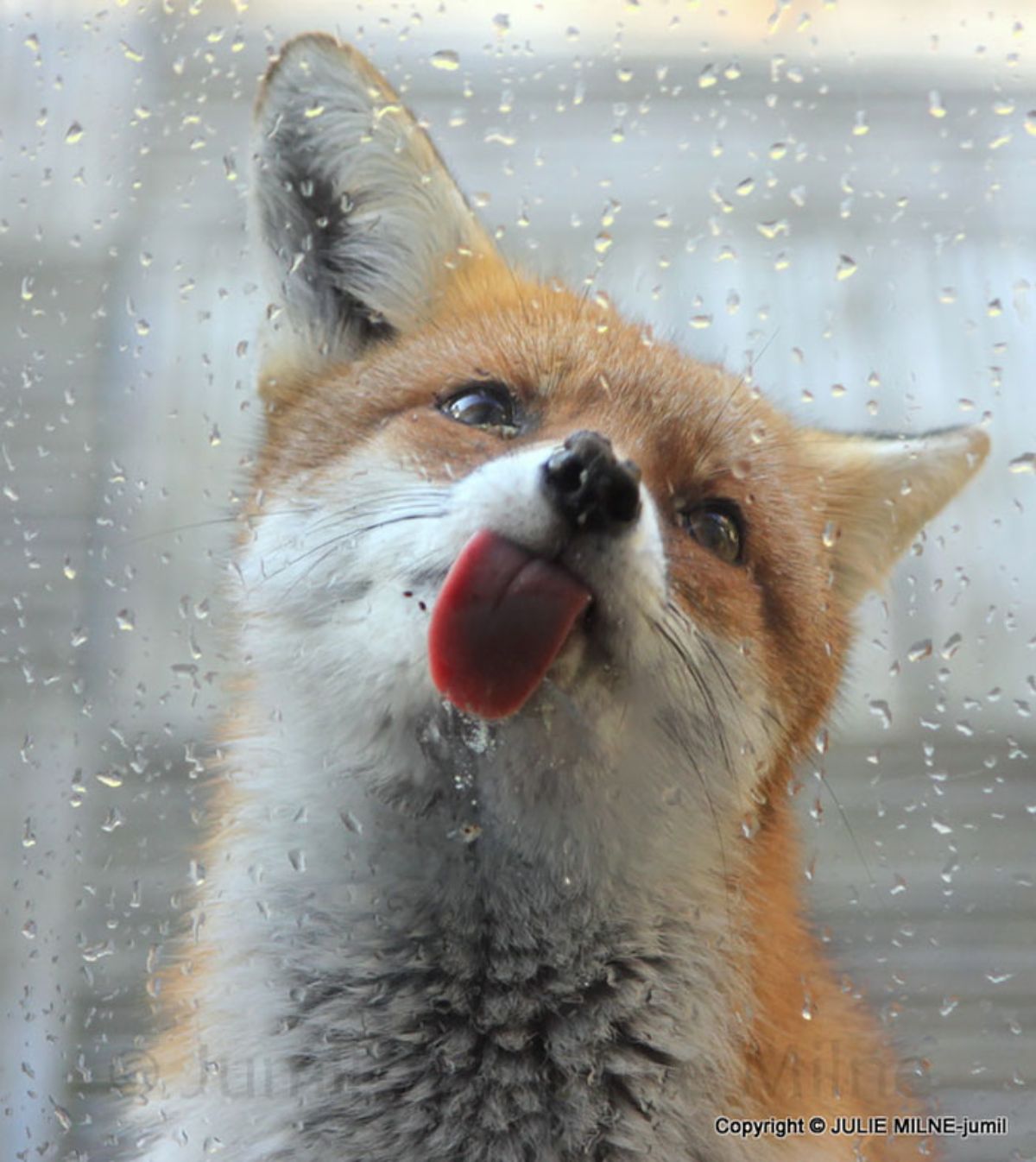 brown and white fox licking glass with water droplets all over